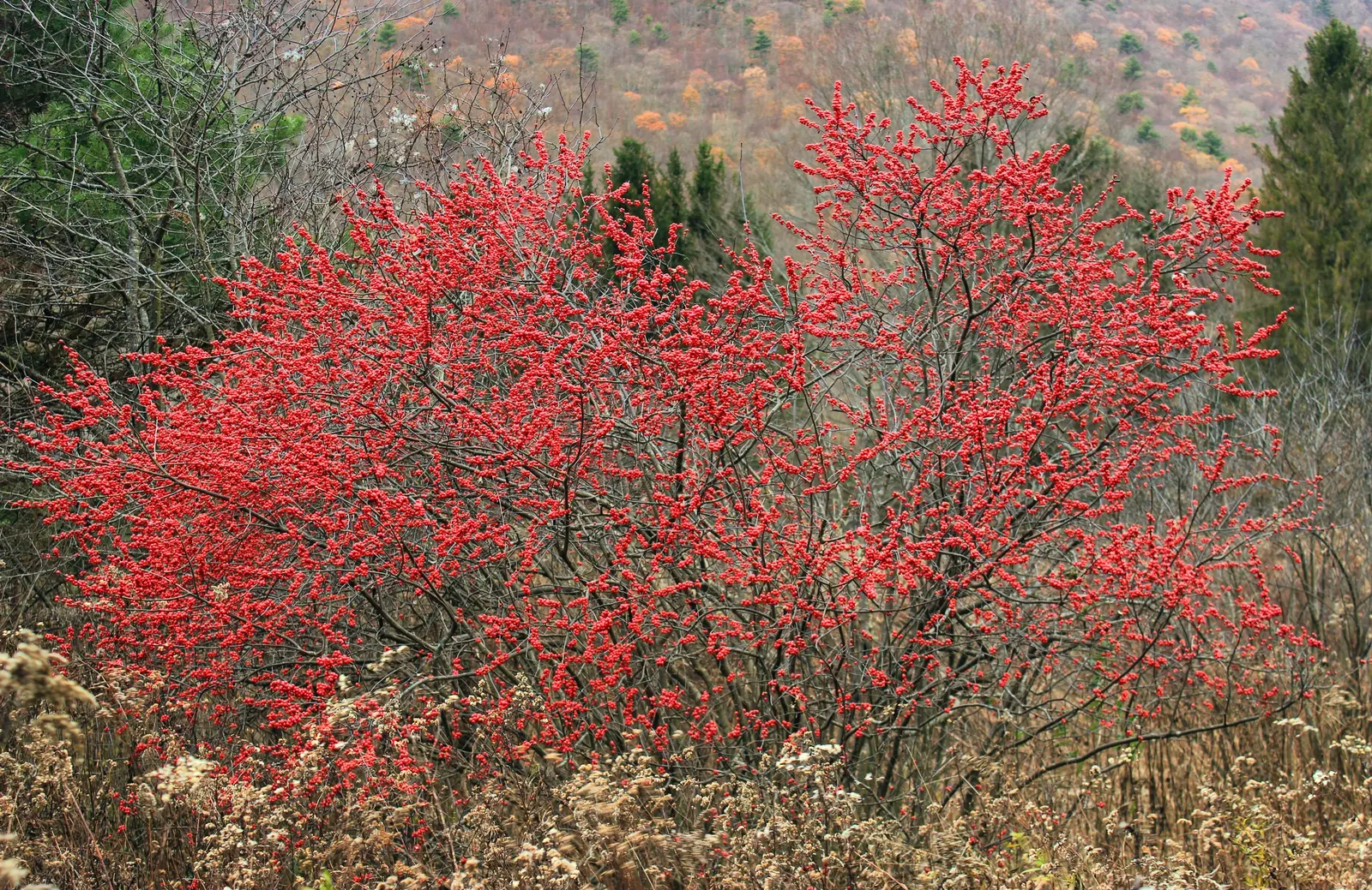 Winterberry (Ilex Verticillata) — noteworthy for its vibrant red berries that adorn the bare branches throughout the winter months; the berries not, image 59