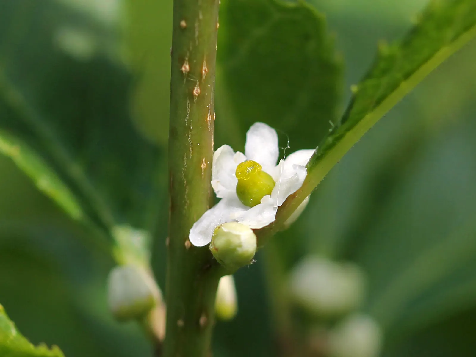 Winterberry (Ilex Verticillata) — requiring both male and female plants for pollination; making Winterberry a striking focal point in the winter garden