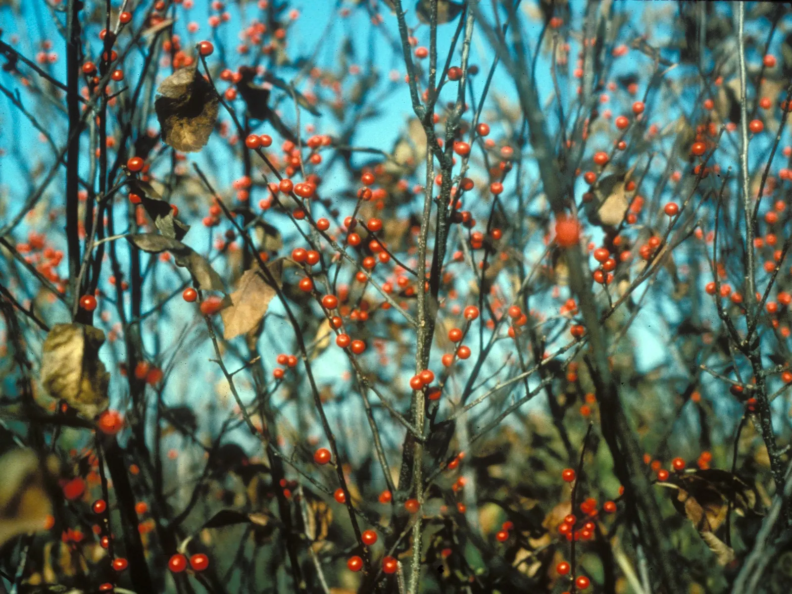 Winterberry (Ilex Verticillata) — although it exhibits a particular preference for acidic; it's important to note that Ilex verticillata is, image 66