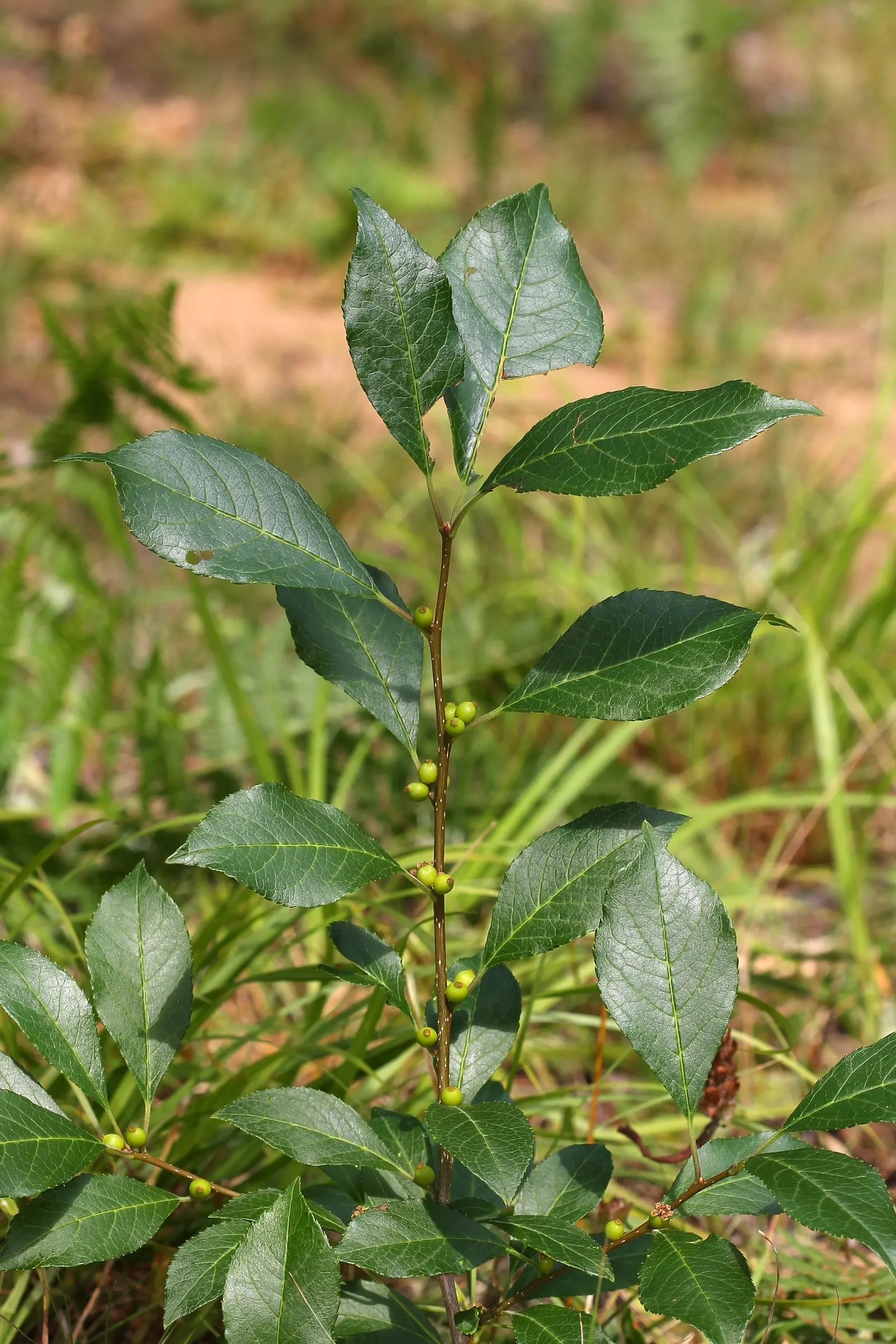 Winterberry (Ilex Verticillata) — making Winterberry a striking focal point in the winter garden