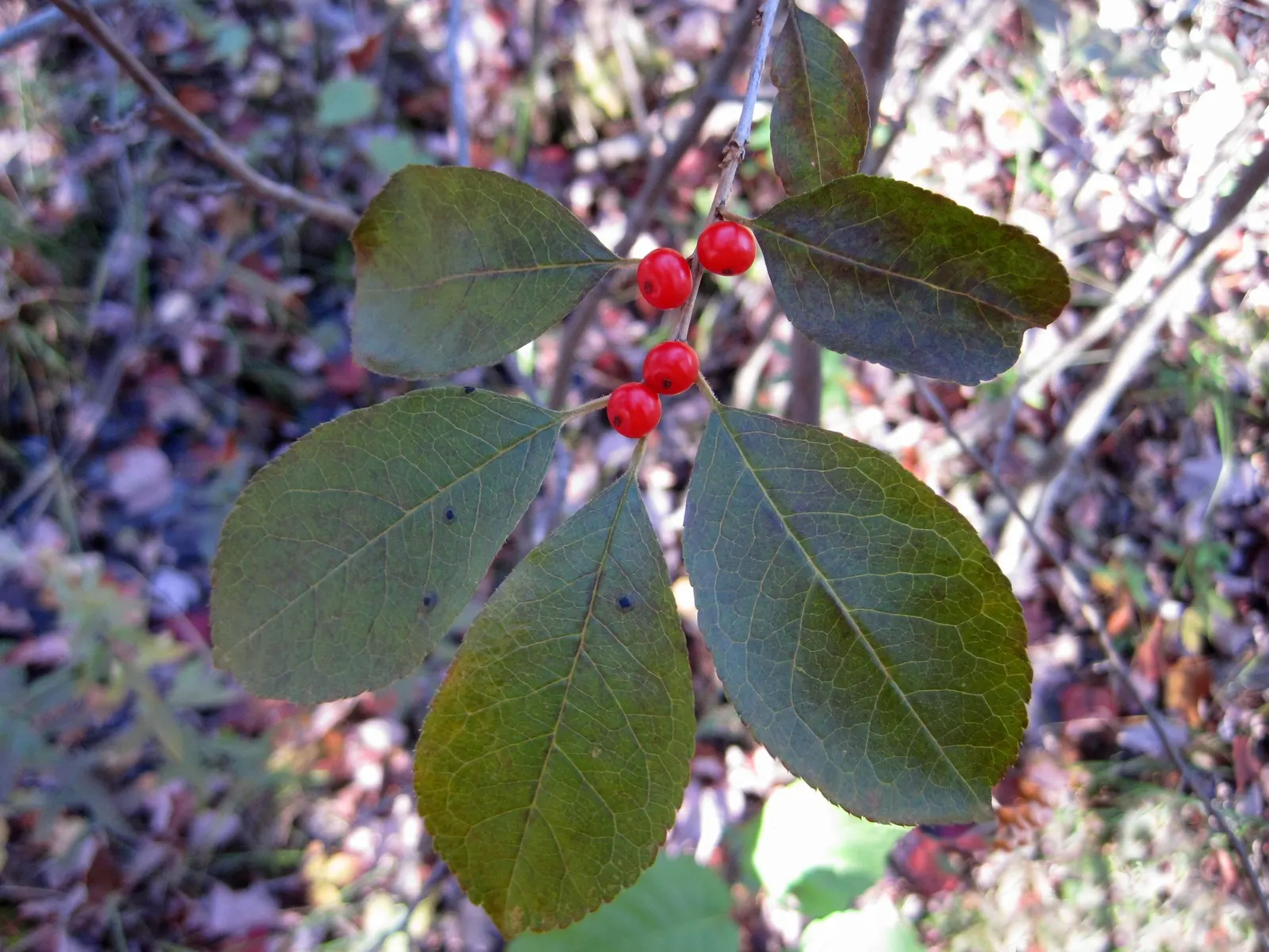 Winterberry (Ilex Verticillata) — green and white flowers in the garden