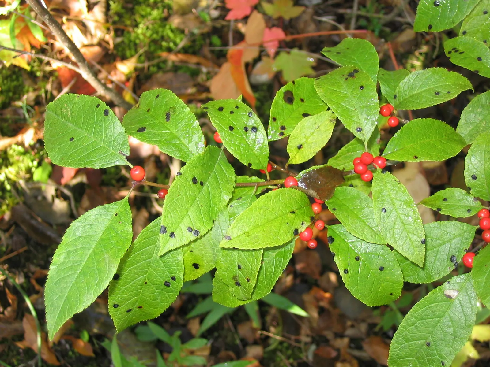Winterberry (Ilex Verticillata) — this holly species thrives in USDA hardiness zones 3 through 9; growing natively in the Eastern United States