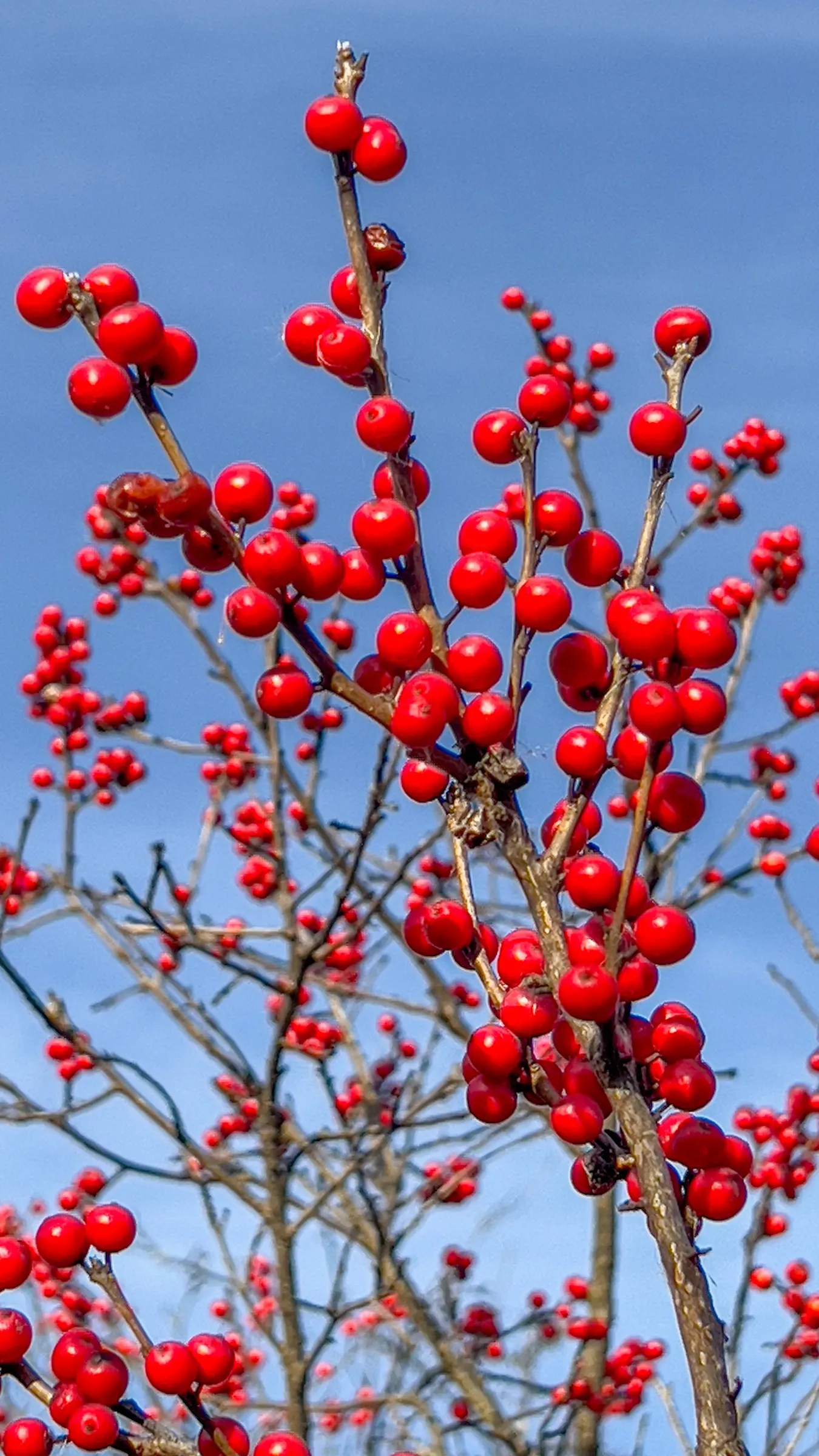 Winterberry (Ilex Verticillata) — green and white flowers in the garden; this holly species thrives in USDA hardiness zones 3 through 9
