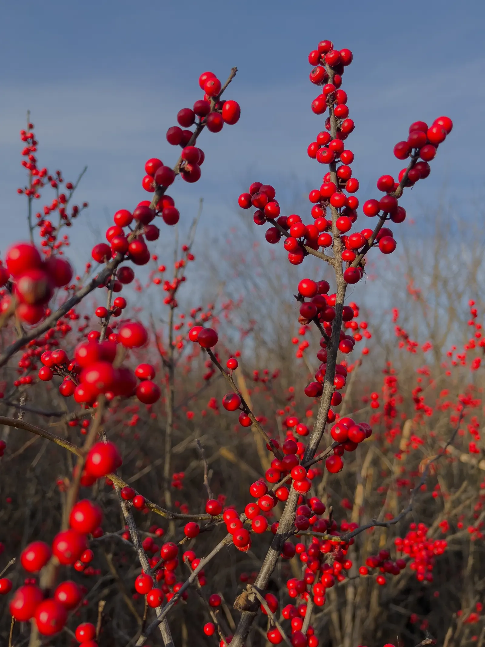 Winterberry (Ilex Verticillata) — Notable for its bright red berries that persist into winter, this plant provides food for birds; requiring both, image 81