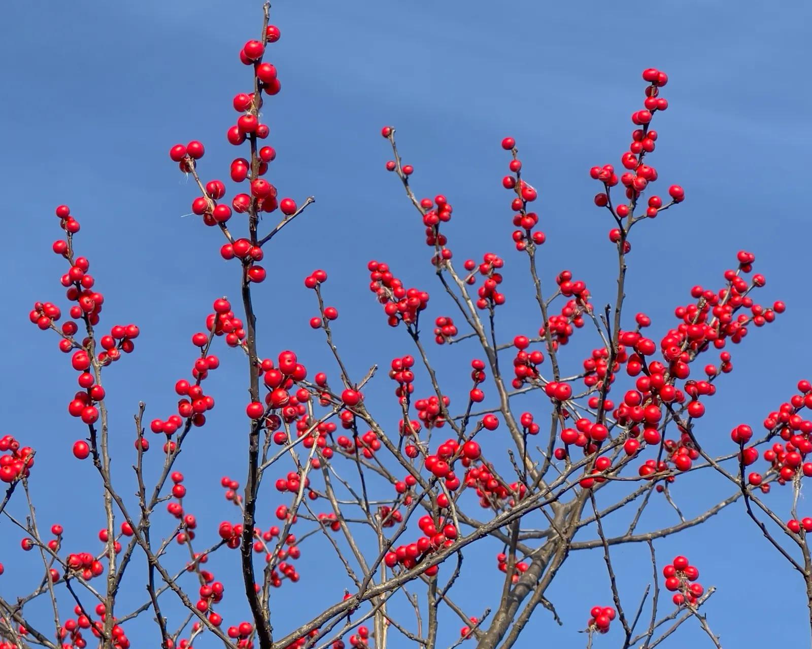 Winterberry (Ilex Verticillata) — shrub with green and white blooms; such as near ponds or streams.<br><br>For optimal berry production