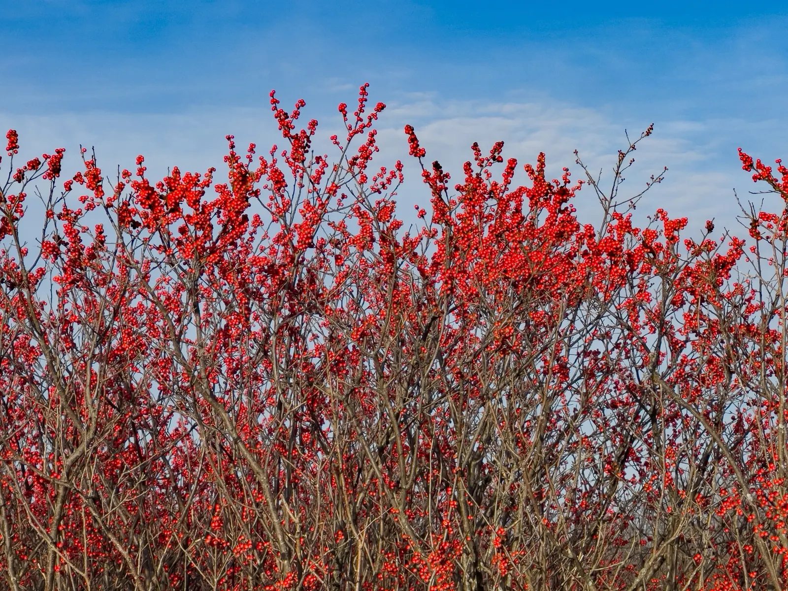 Winterberry (Ilex Verticillata) — The berries not only add aesthetic value but also provide a vital food source for birds; noteworthy for its, image 72