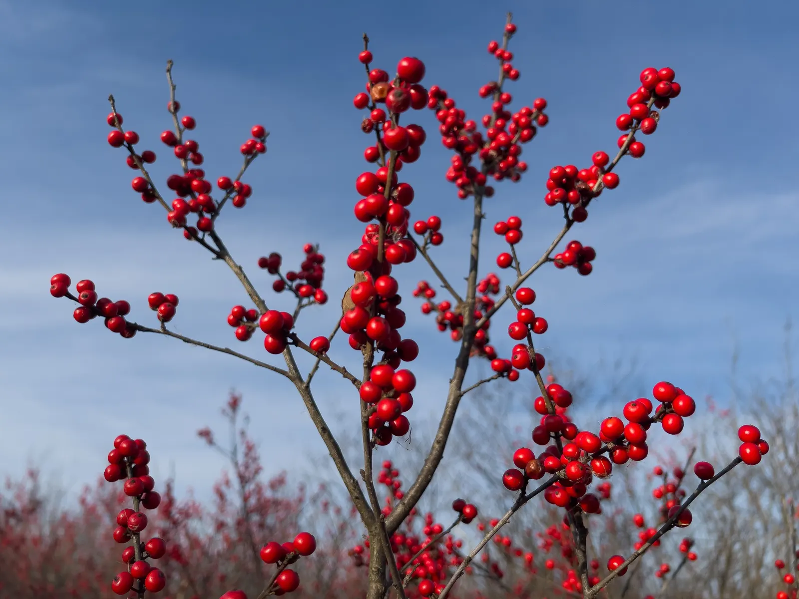 Winterberry (Ilex Verticillata) — although it exhibits a particular preference for acidic; it's important to note that Ilex verticillata is, image 92