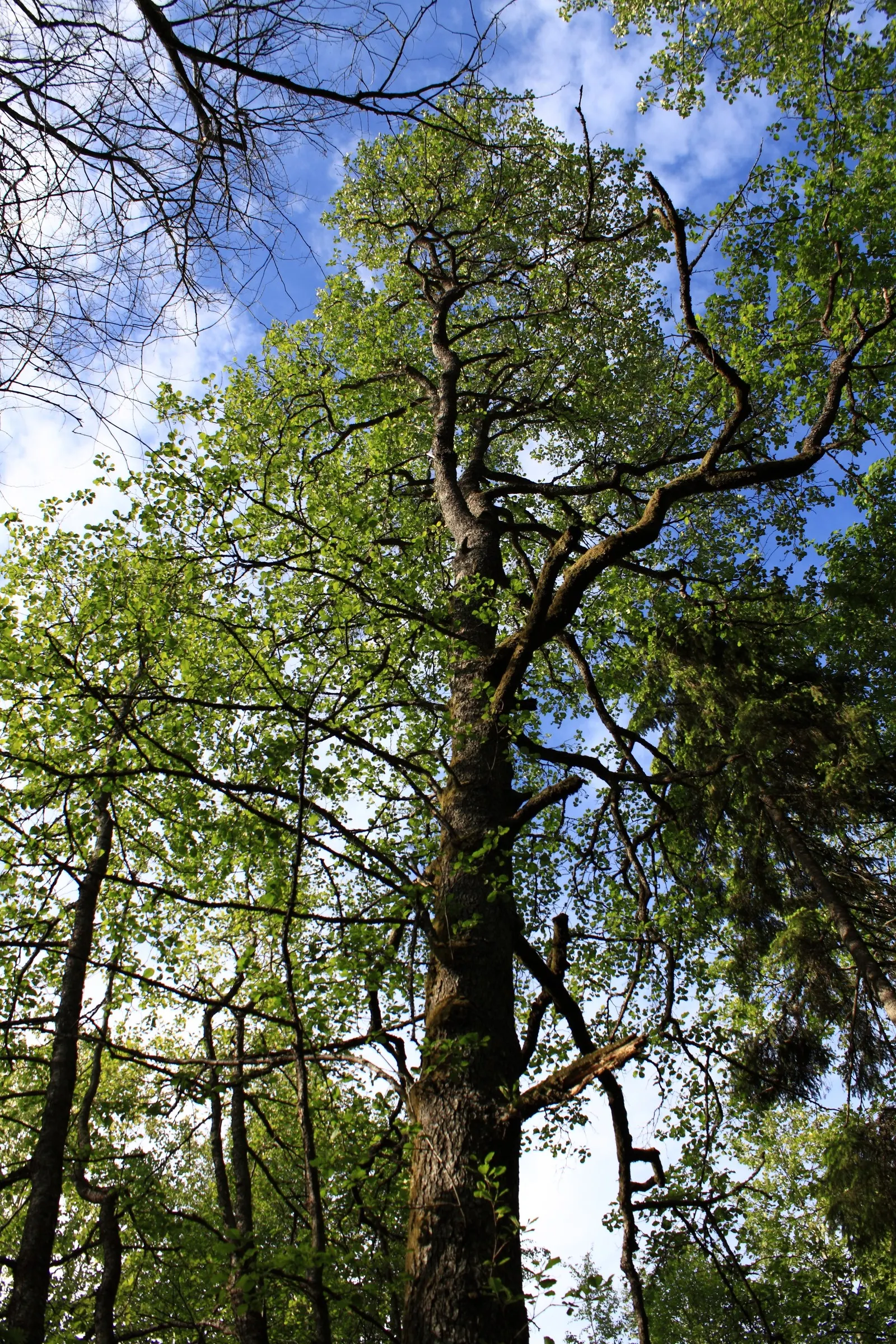 Winterberry (Ilex Verticillata) — with a spread of the same magnitude