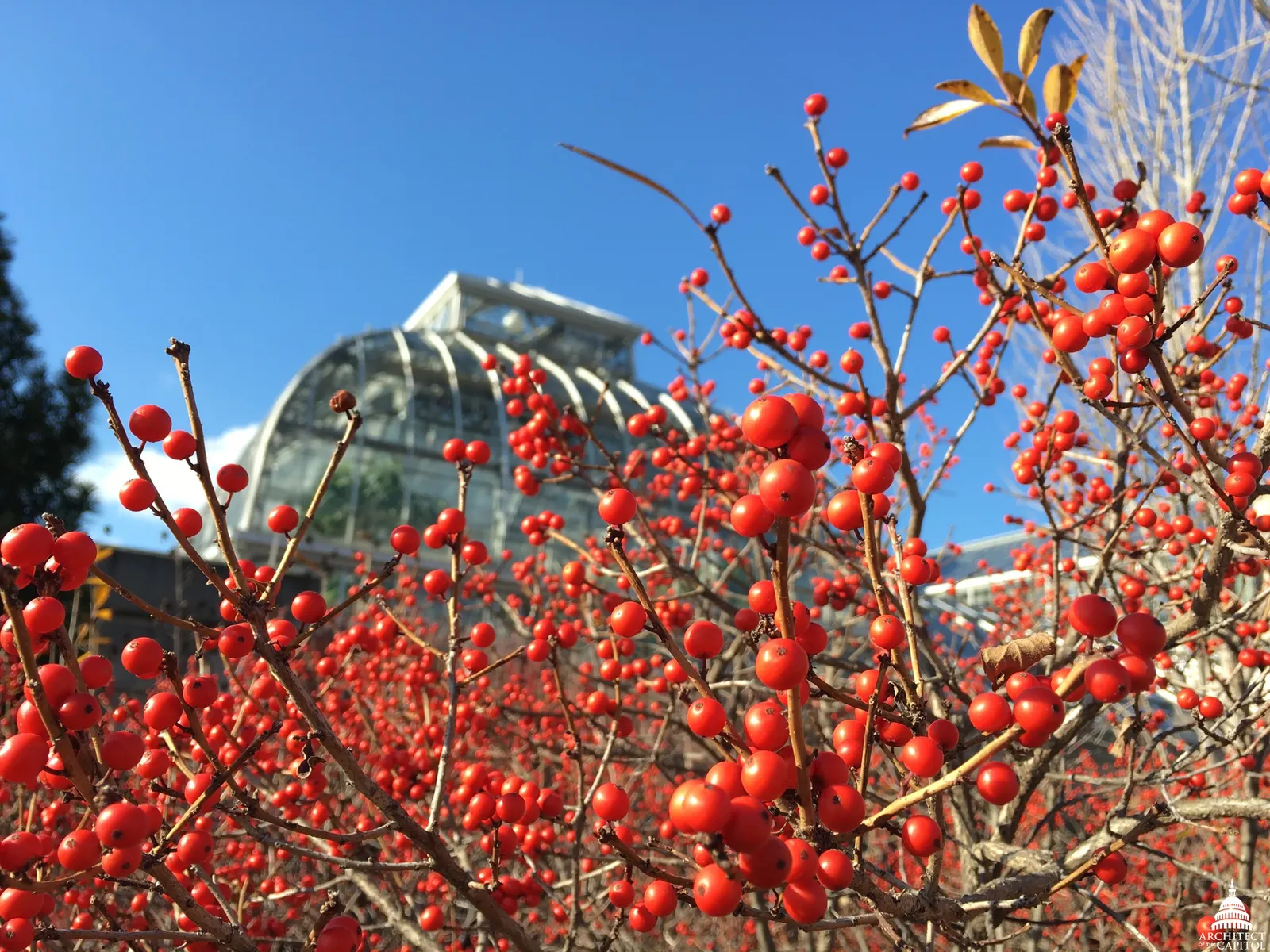 Winterberry (Ilex Verticillata) — Winterberry can be used for naturalistic plantings; dark green leaves create a lush backdrop before yielding to a, image 100