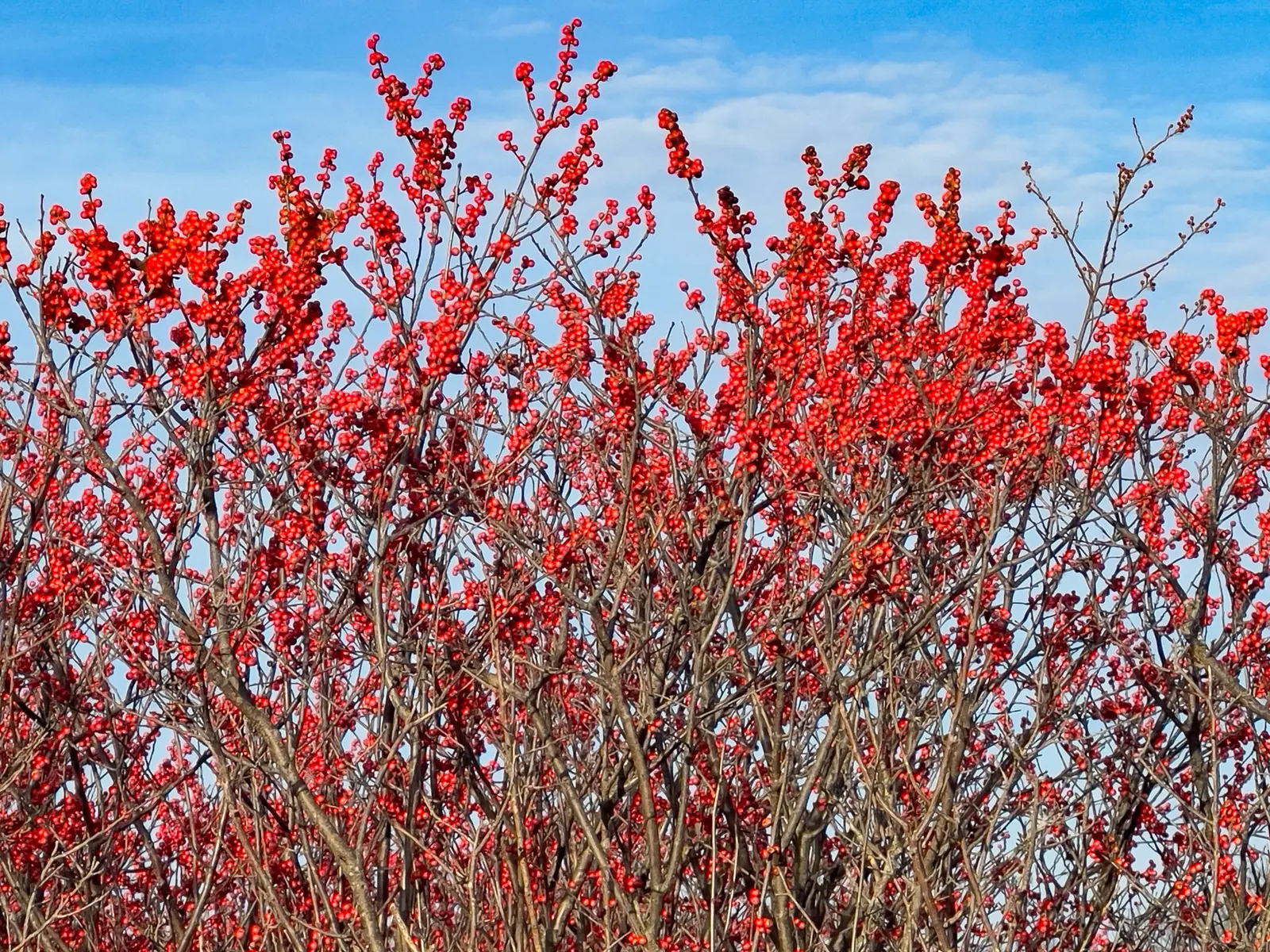 Winterberry (Ilex Verticillata) — The Winterberry (Ilex verticillata) is an exceptional deciduous shrub; the Winterberry prefers full sun to, image 110