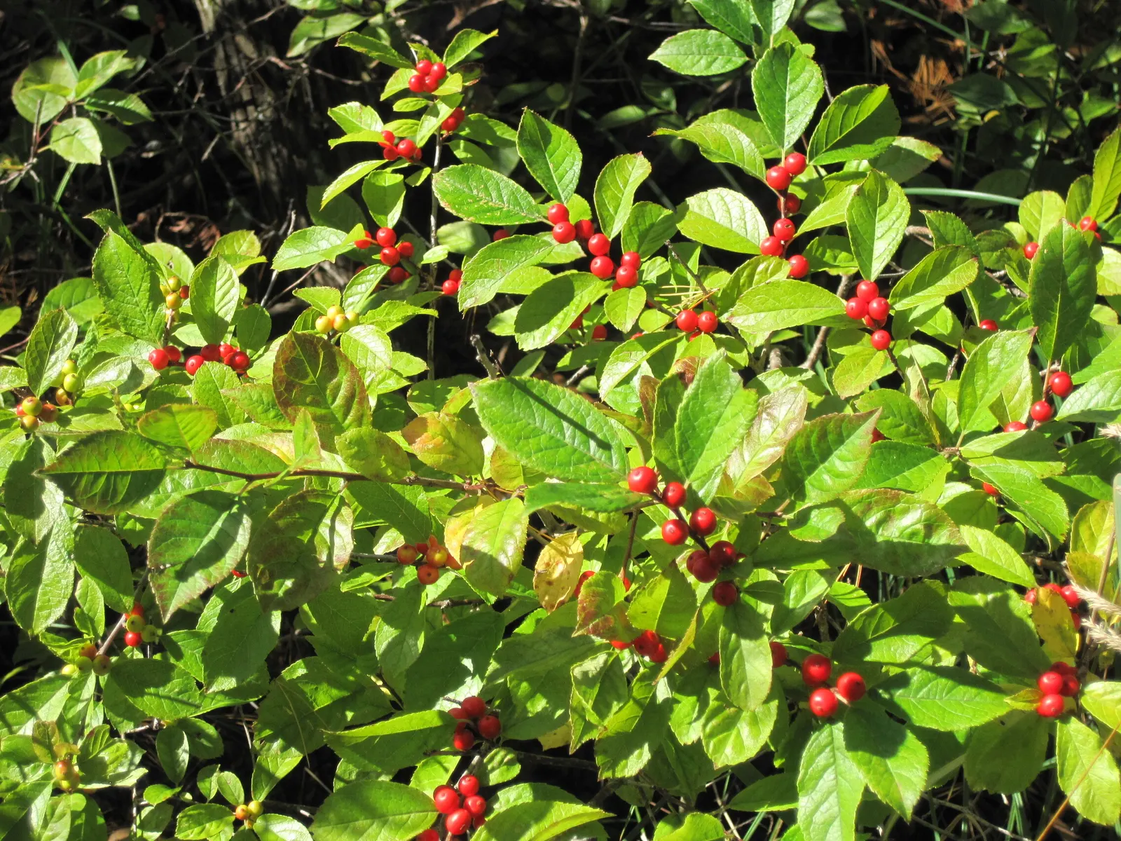Winterberry (Ilex Verticillata) — Notable for its bright red berries that persist into winter, this plant provides food for birds