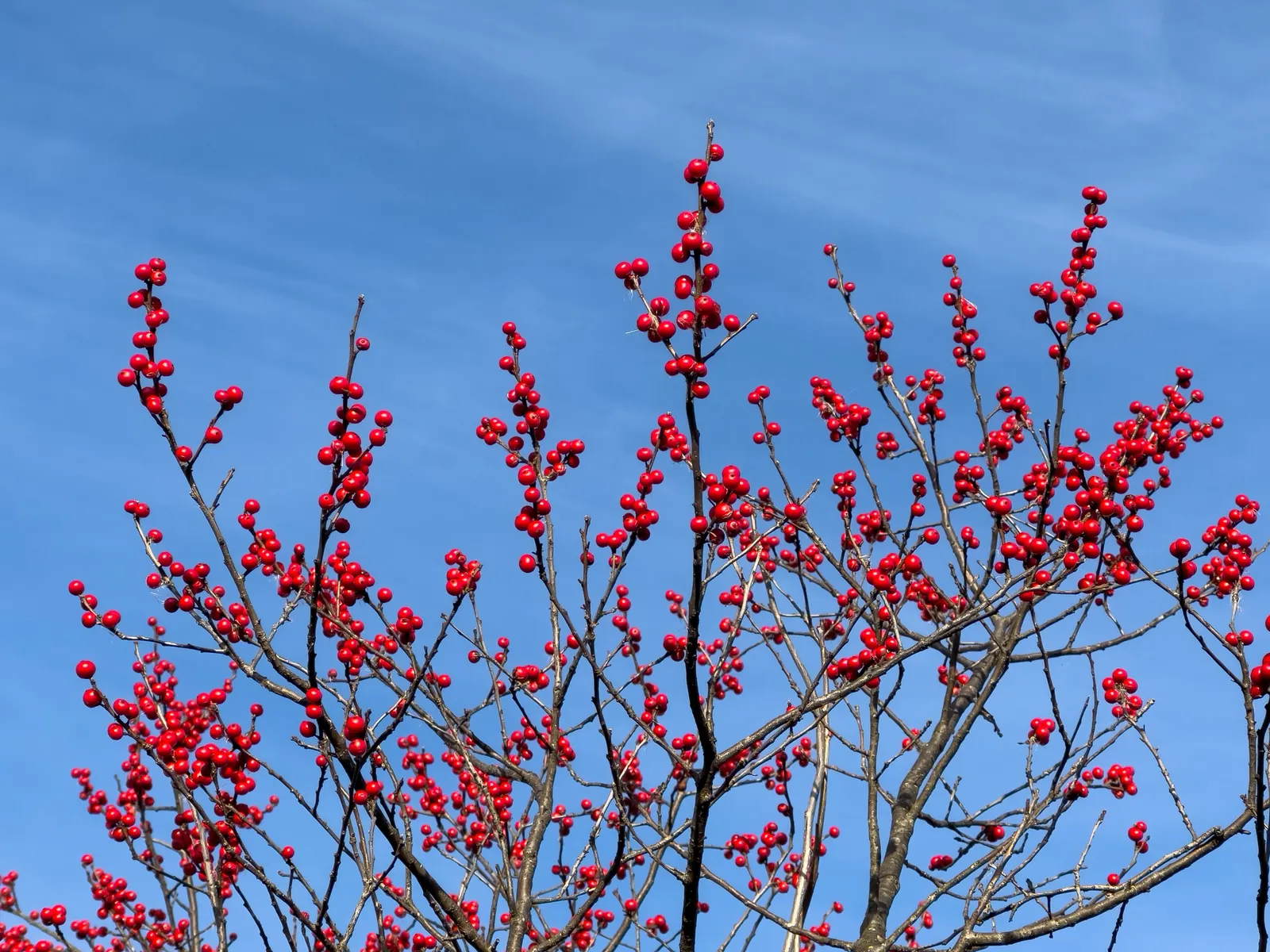 Winterberry (Ilex Verticillata) — with a spread of the same magnitude; winterberry can be used for naturalistic plantings