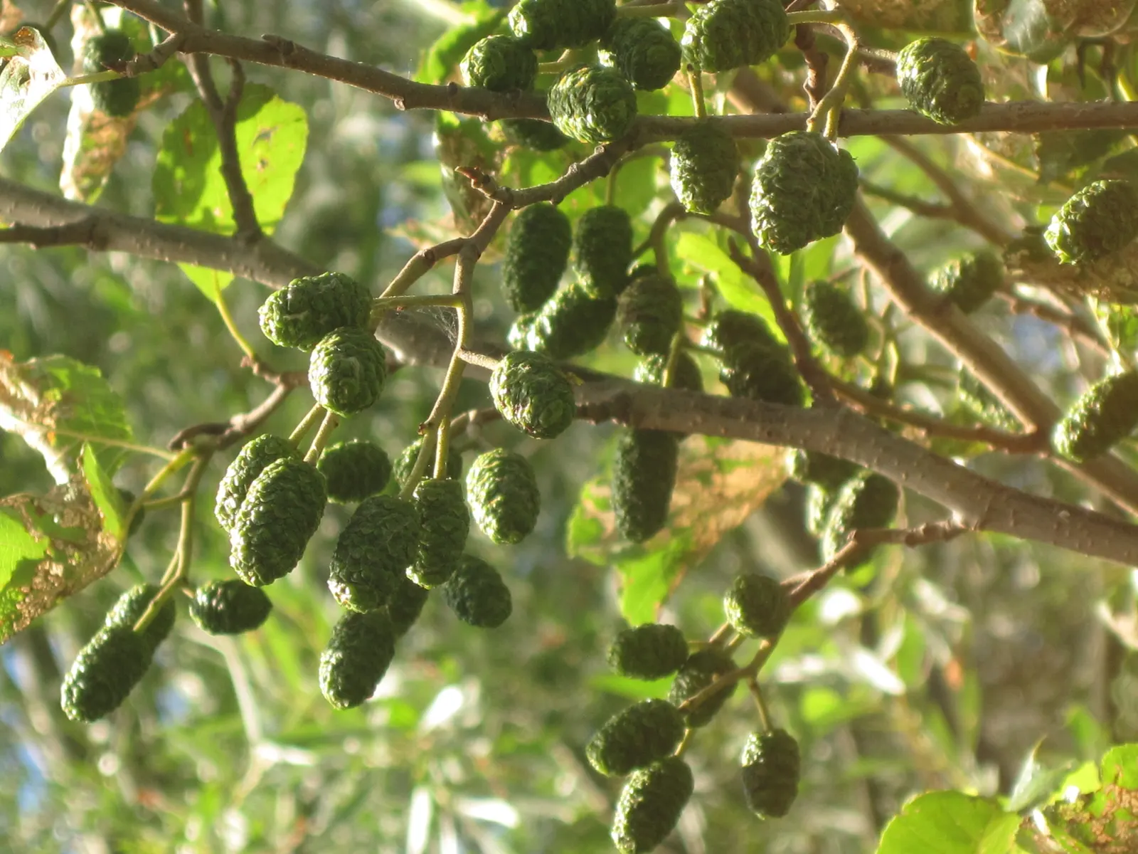 Winterberry (Ilex Verticillata) — shrub with green and white blooms; such as near ponds or streams.<br><br>For optimal berry production, image 103
