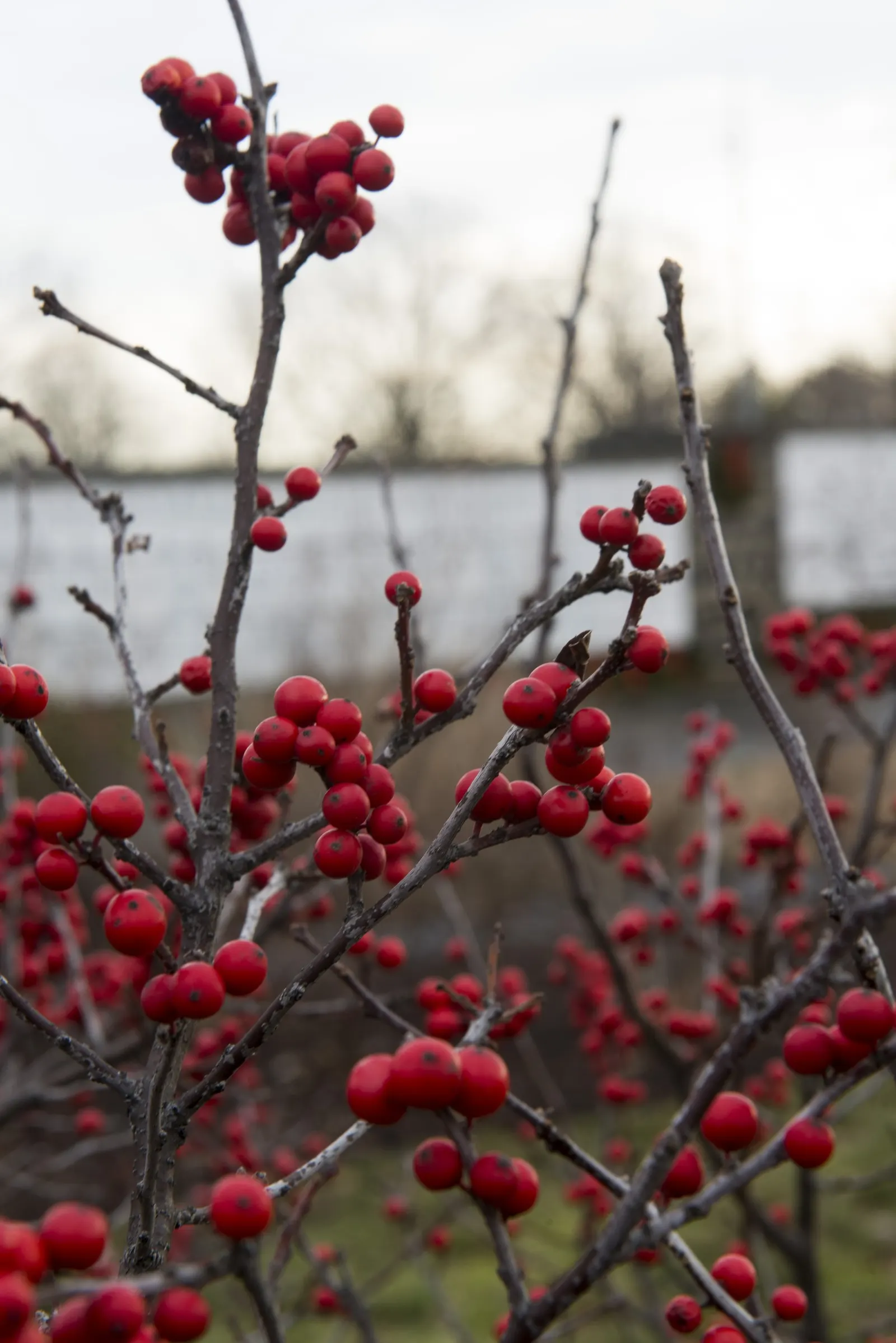 Winterberry (Ilex Verticillata) — such as near ponds or streams.<br><br>For optimal berry production; a striking choice for naturalistic plantings, image 68