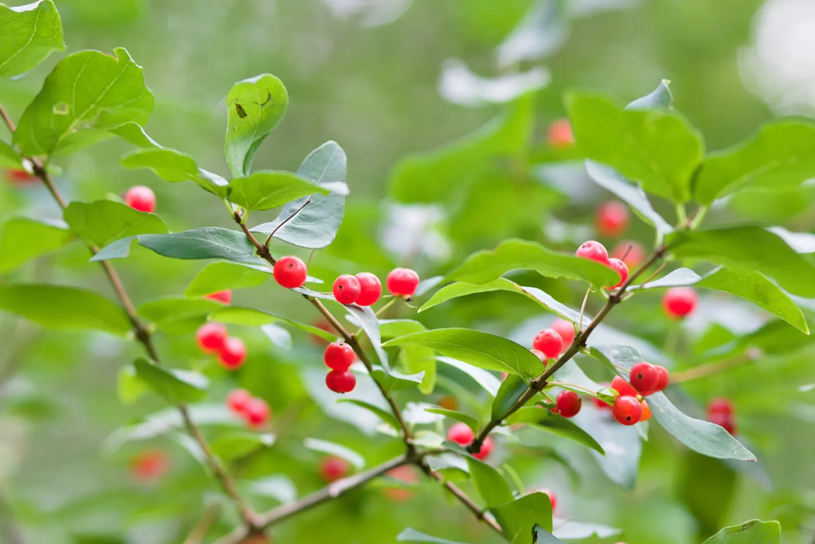 Winterberry (Ilex Verticillata) — noteworthy for its vibrant red berries that adorn the bare branches throughout the winter months