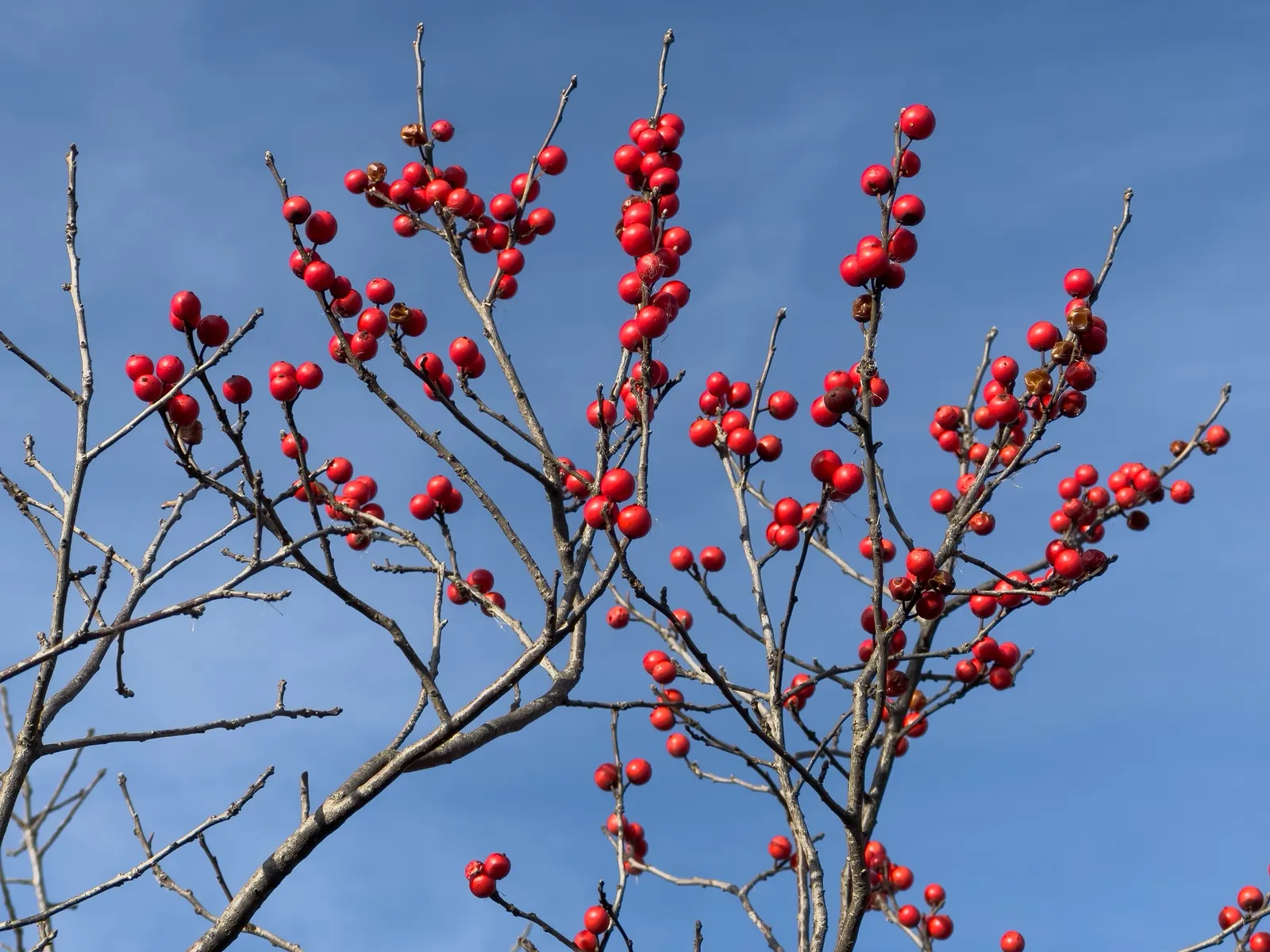 Winterberry (Ilex Verticillata) — shrub with green and white blooms; such as near ponds or streams.<br><br>For optimal berry production, image 77