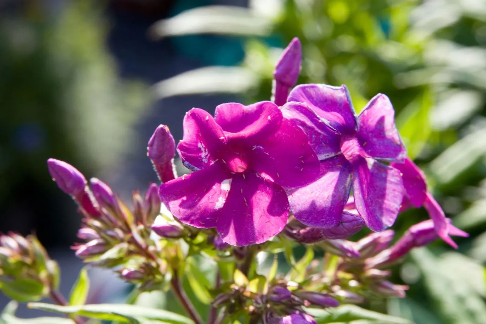 Purple Flame Phlox (Phlox Flame‚Ñ¢ Series Purple) — is a compact perennial reaching about 1.5 feet tall and 1 foot wide