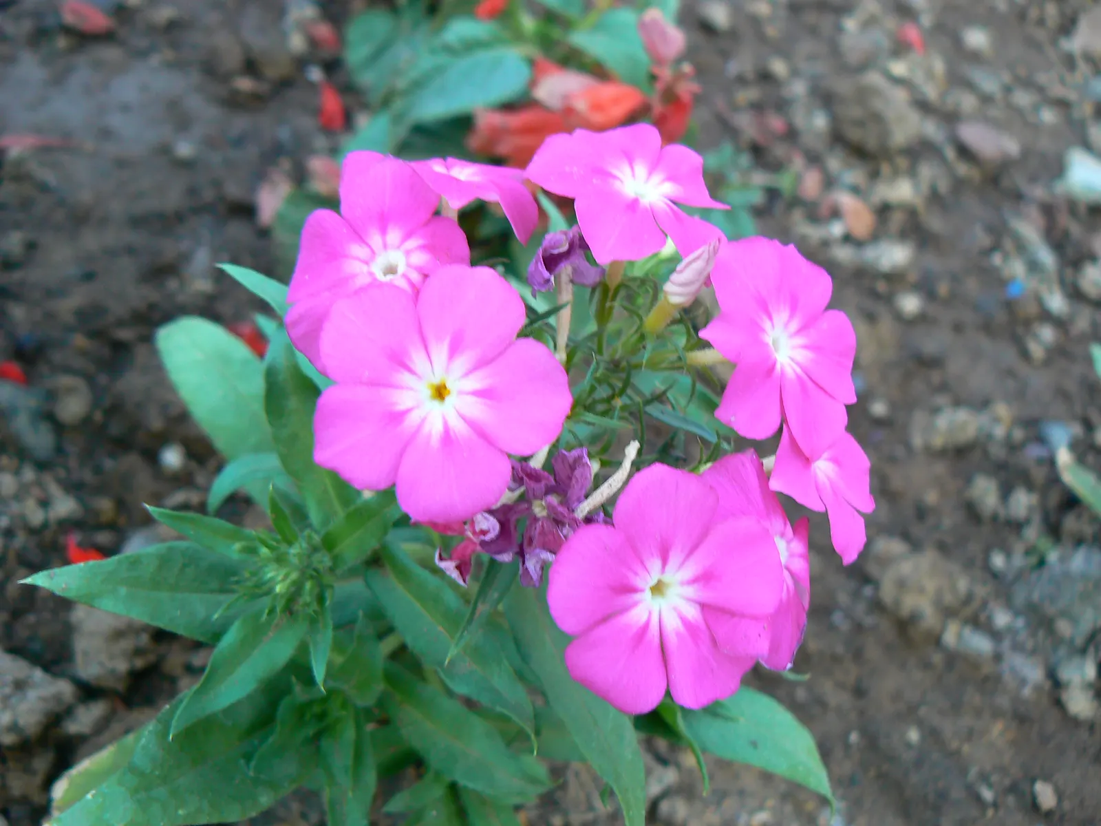 Purple Flame Phlox (Phlox Flame‚Ñ¢ Series Purple) — a vibrant member of the Phlox Flame&trade; Series