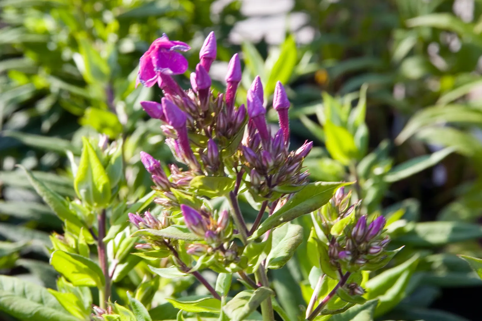 Purple Flame Phlox (Phlox Flame‚Ñ¢ Series Purple) — It thrives in full to partial sun and well-drained soil, and attracts butterflies and hummingbirds