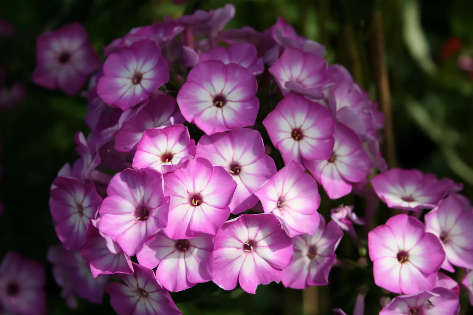 Purple Flame Phlox (Phlox Flame‚Ñ¢ Series Purple) — known for its vivid purple blossoms with a lighter center