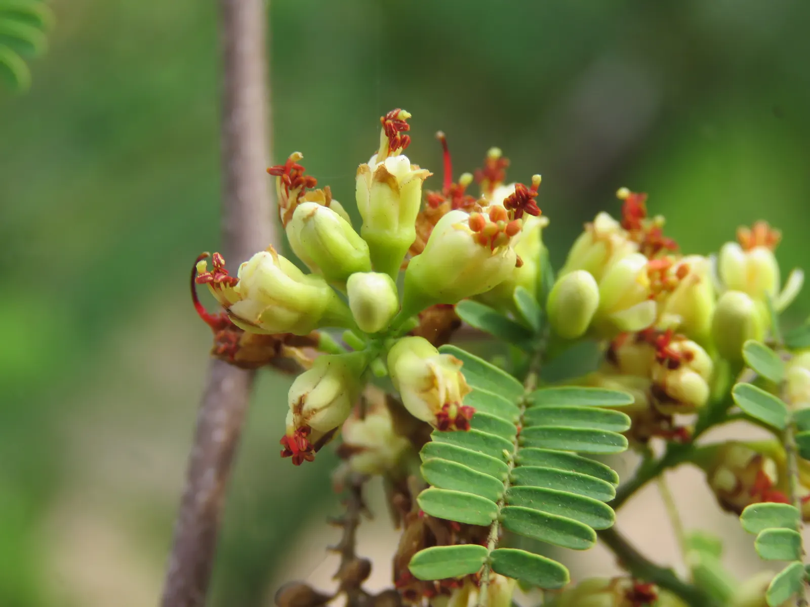 Cascalote (Caesalpinia Cacalaco) — reaching heights of 10-20 feet with a 12-15-foot spread
