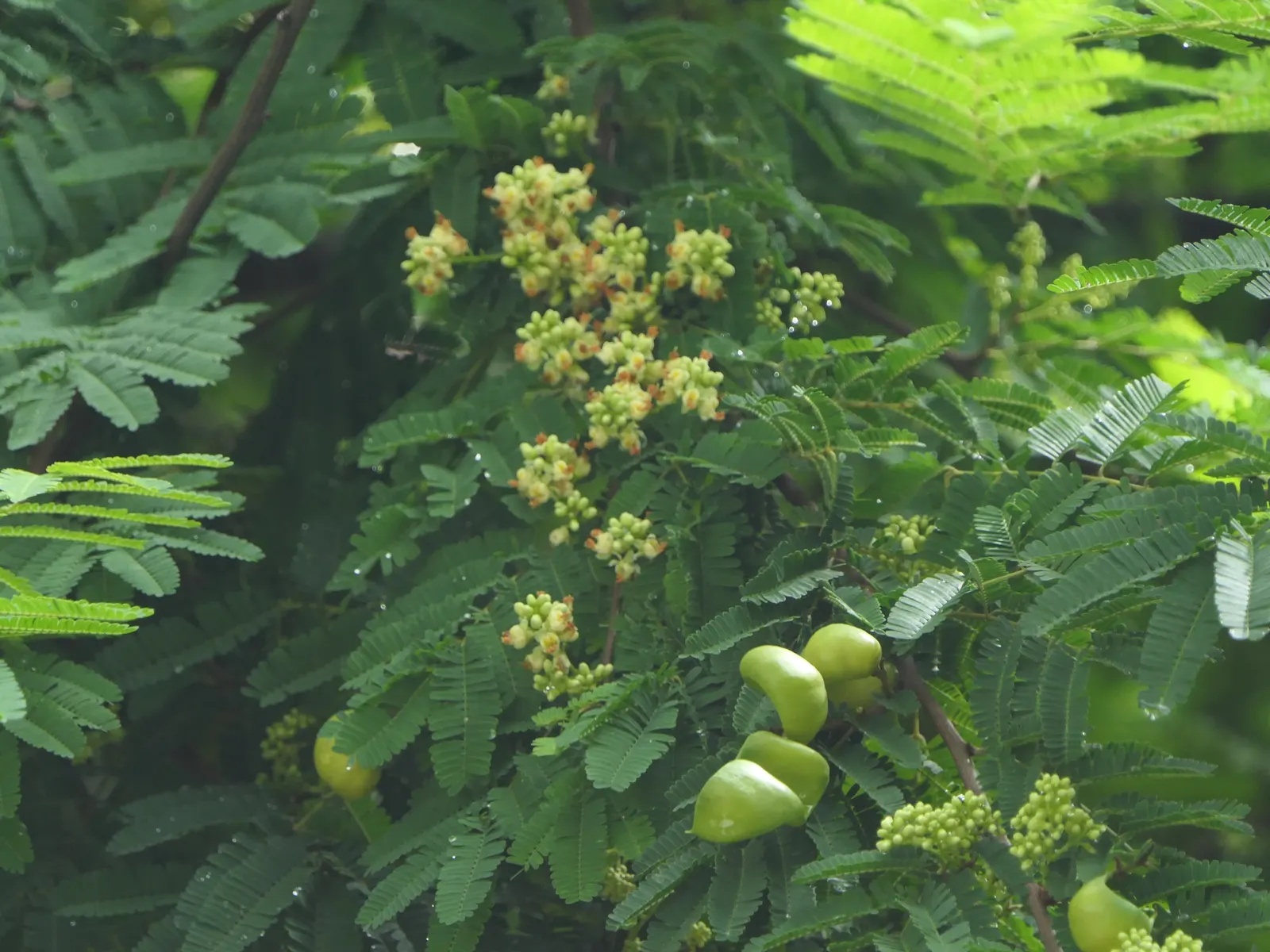 Cascalote (Caesalpinia Cacalaco) — is a superb semi-evergreen tree that endows landscapes with its vibrant presence; the Cascalote or Caesalpinia cacalaco is a