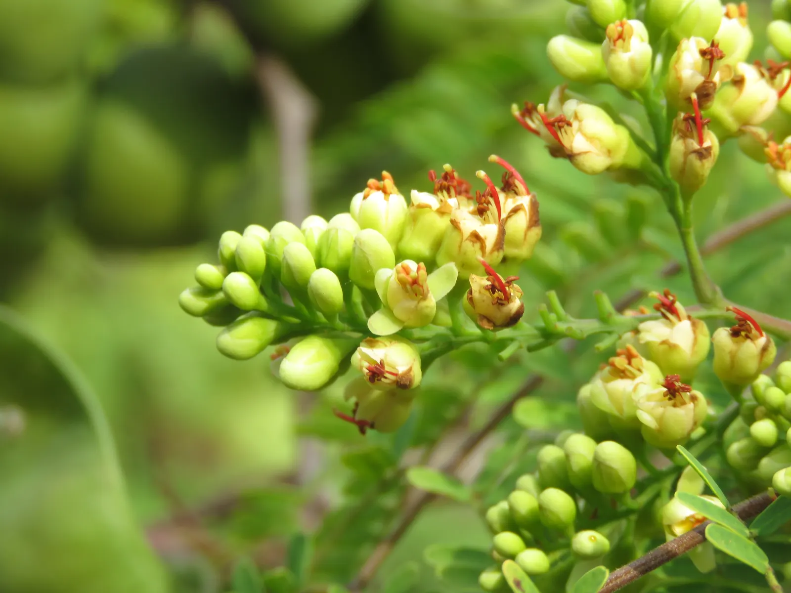 Cascalote (Caesalpinia Cacalaco) — yellow flowers in the garden; originating from the warm regions of Mexico