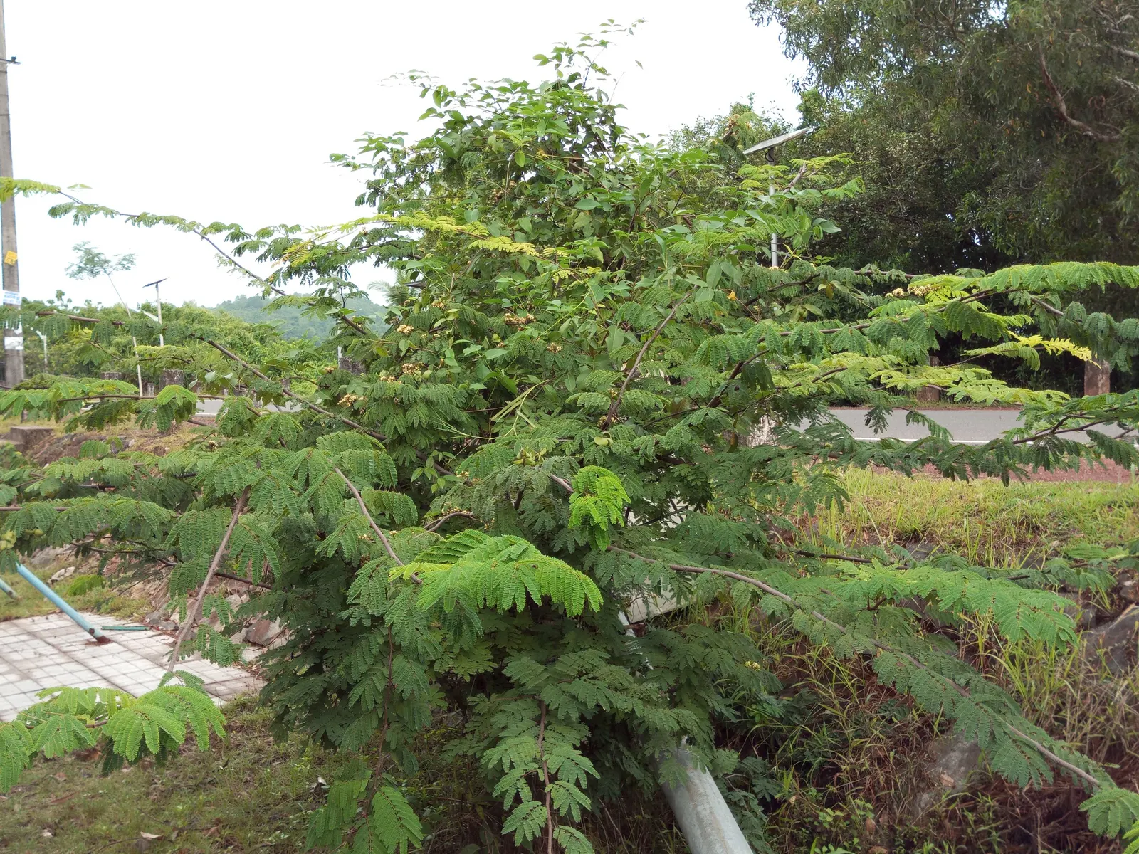 Cascalote (Caesalpinia Cacalaco) — which are especially attractive to pollinators such as bees and butterflies