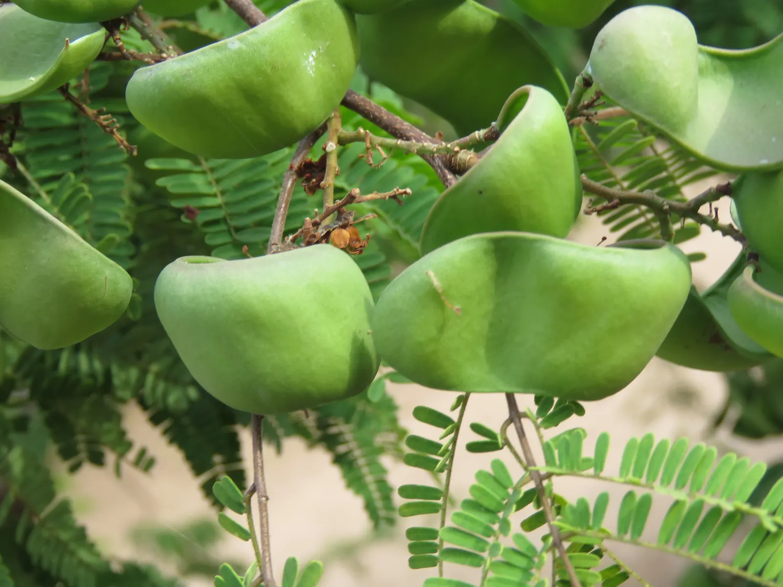 Cascalote (Caesalpinia Cacalaco) — It is also noteworthy for its drought tolerance once established