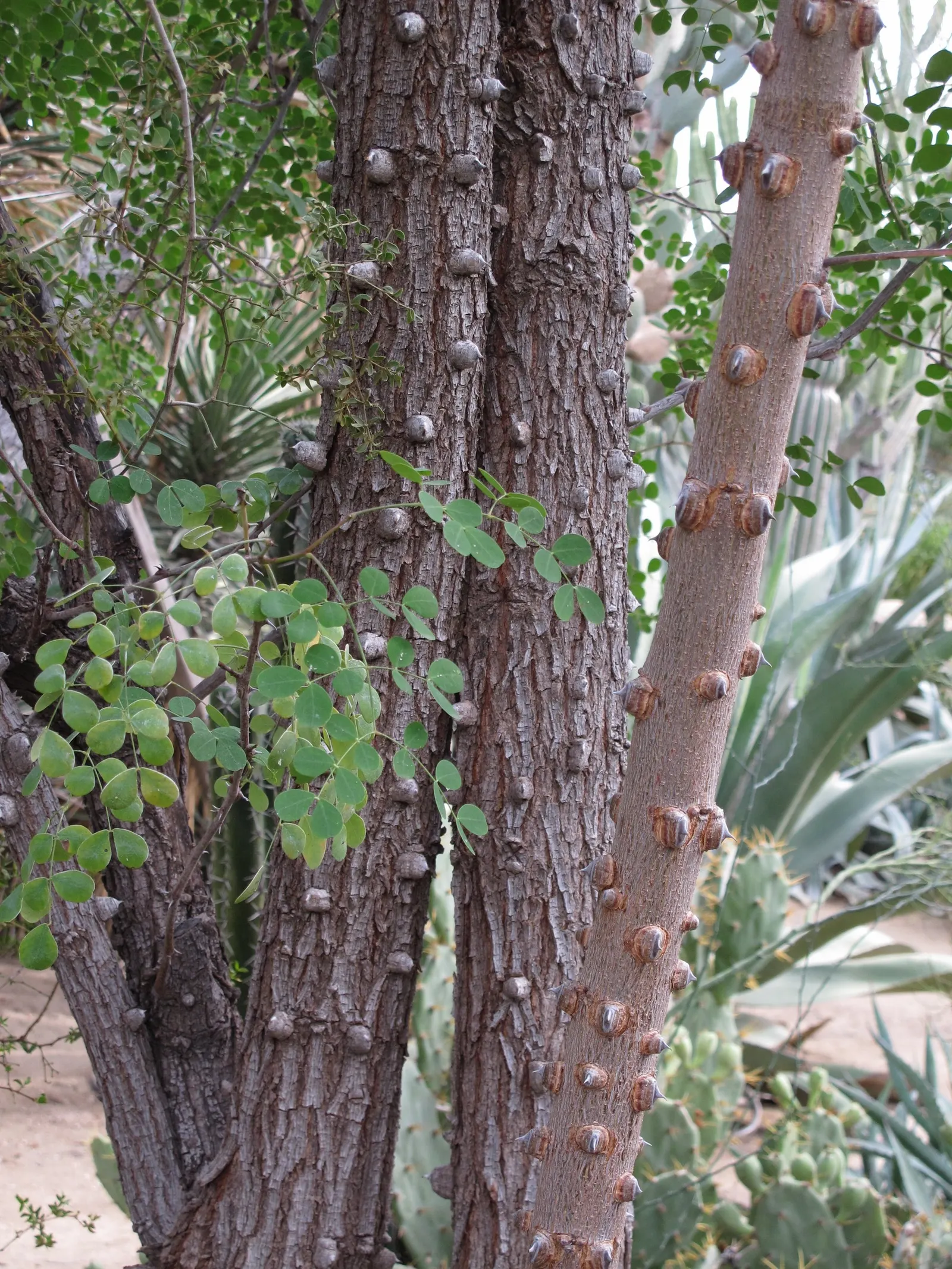 Cascalote (Caesalpinia Cacalaco) — Adding to its ornamental charm