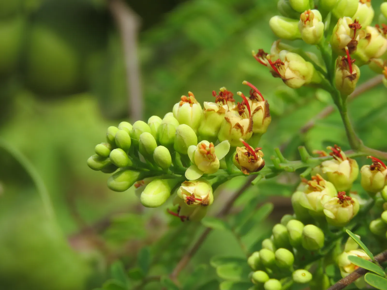 Cascalote (Caesalpinia Cacalaco) — tree for full