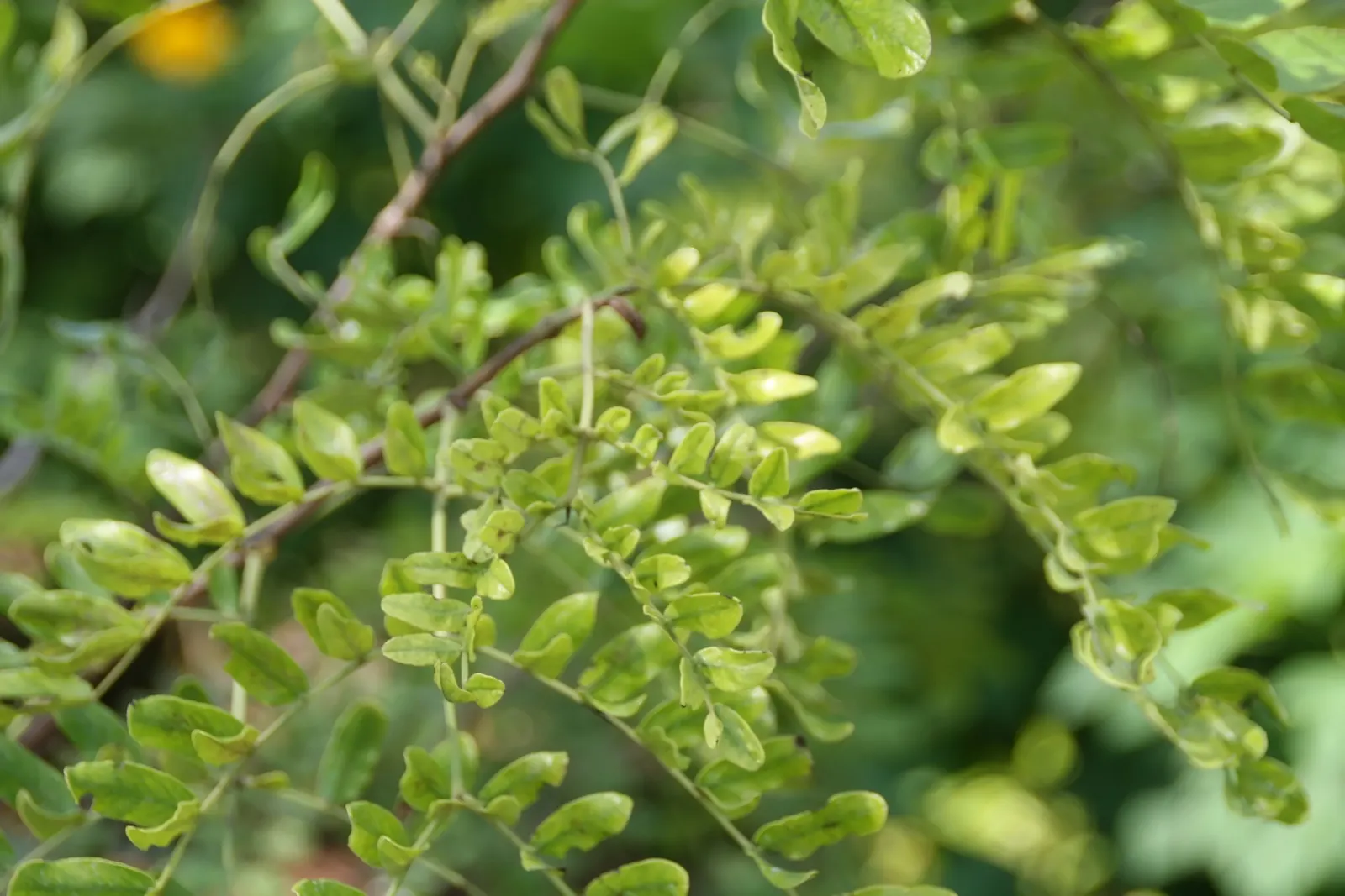 Cascalote (Caesalpinia Cacalaco) — is a superb semi-evergreen tree that endows landscapes with its vibrant presence