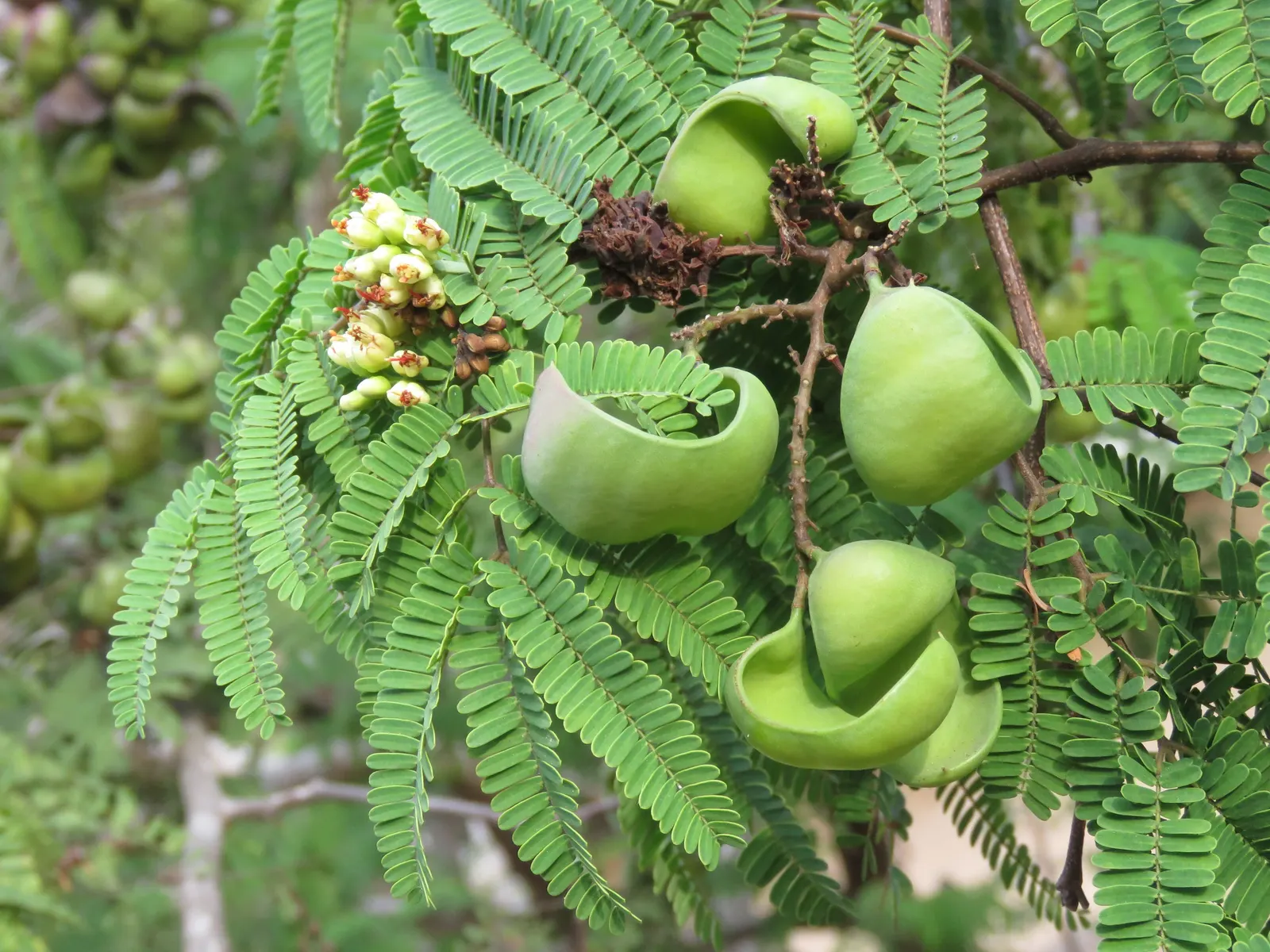 Cascalote (Caesalpinia Cacalaco) — balanced canopy.<br><br>The foliage of Cascalote is comprised of fine; it boasts striking architectural form