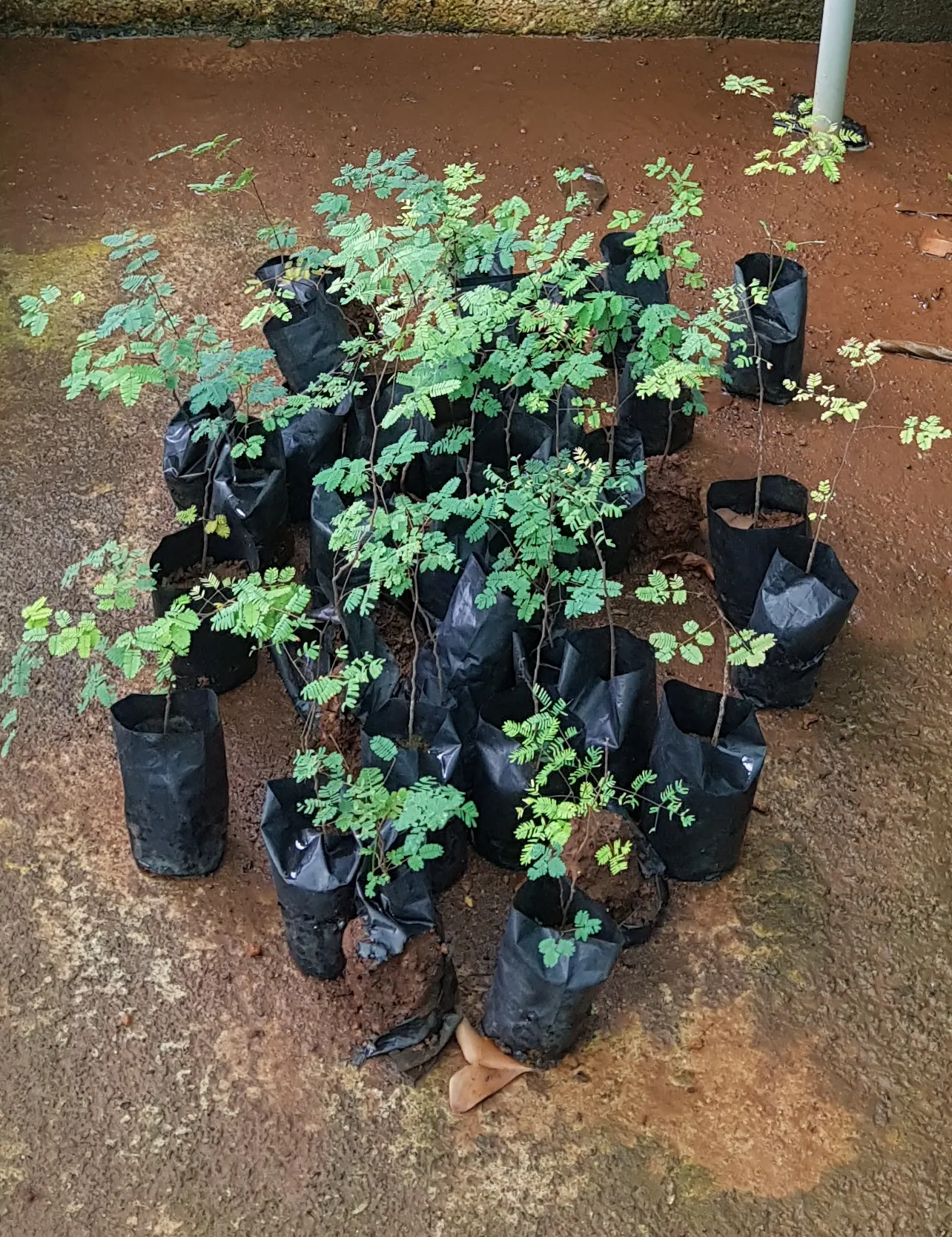 Cascalote (Caesalpinia Cacalaco) — yellow flowers in the garden