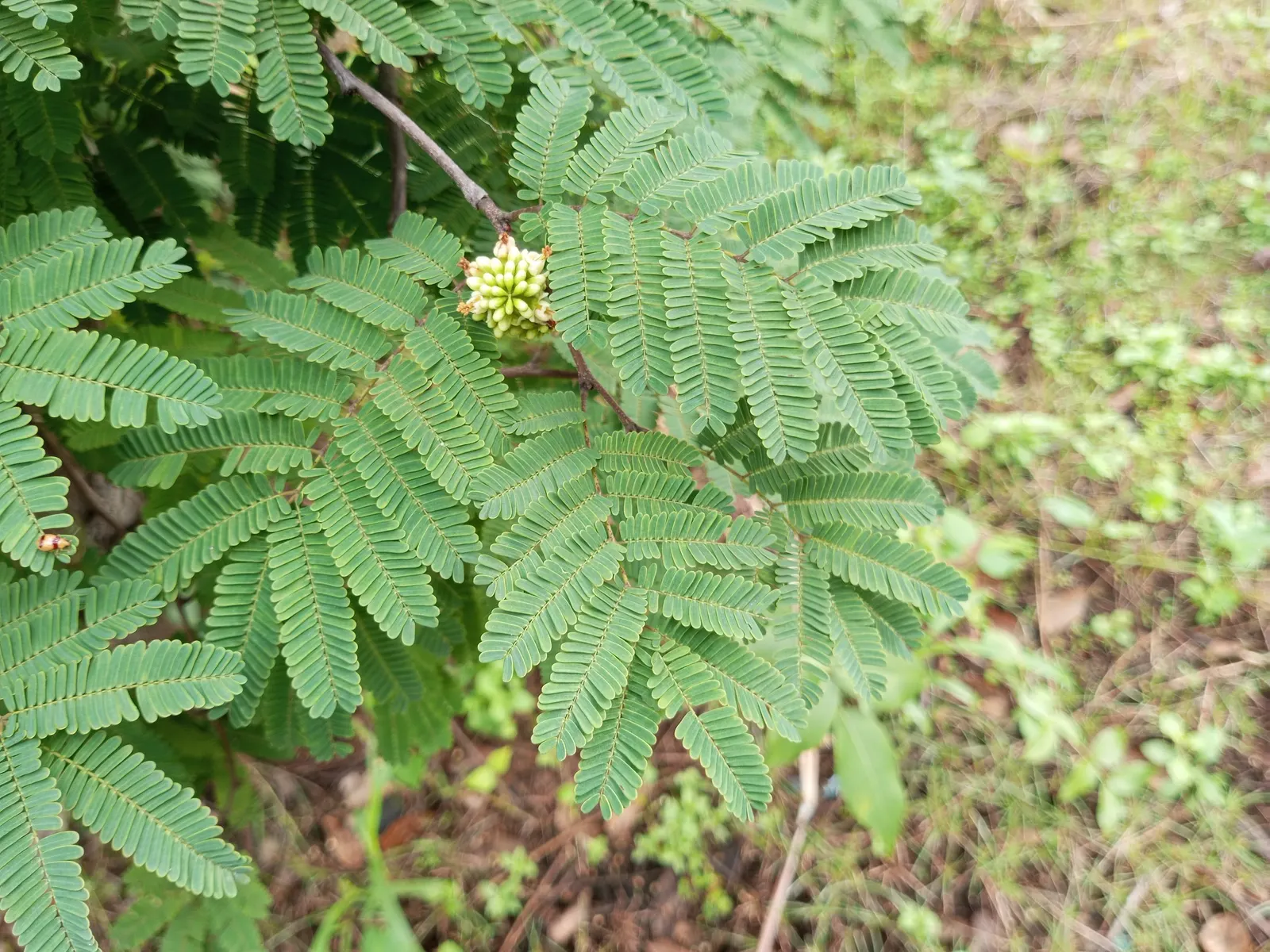 Cascalote (Caesalpinia Cacalaco) — This tree prefers well-drained soils and thrives in full sun exposures