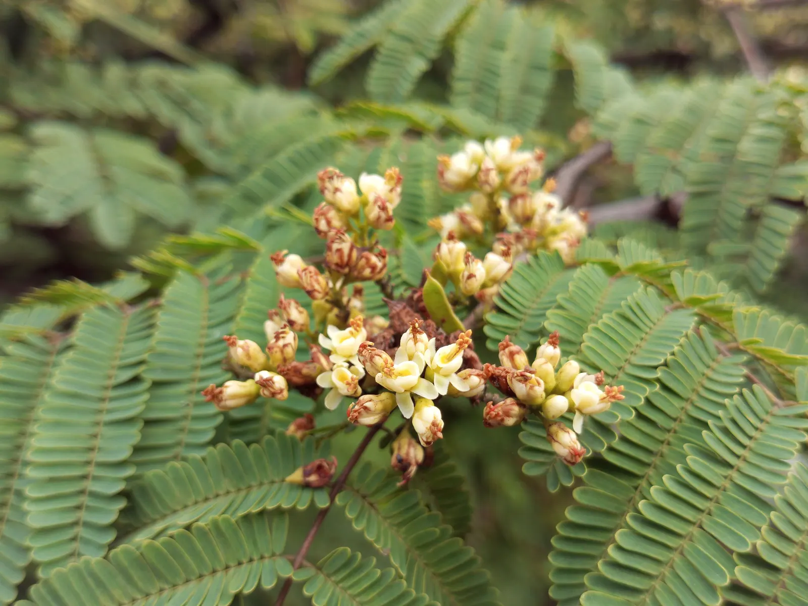 Cascalote (Caesalpinia Cacalaco) — This tree prefers well-drained soils and thrives in full sun exposures; uSDA zones 9-11 are best suited for its growth
