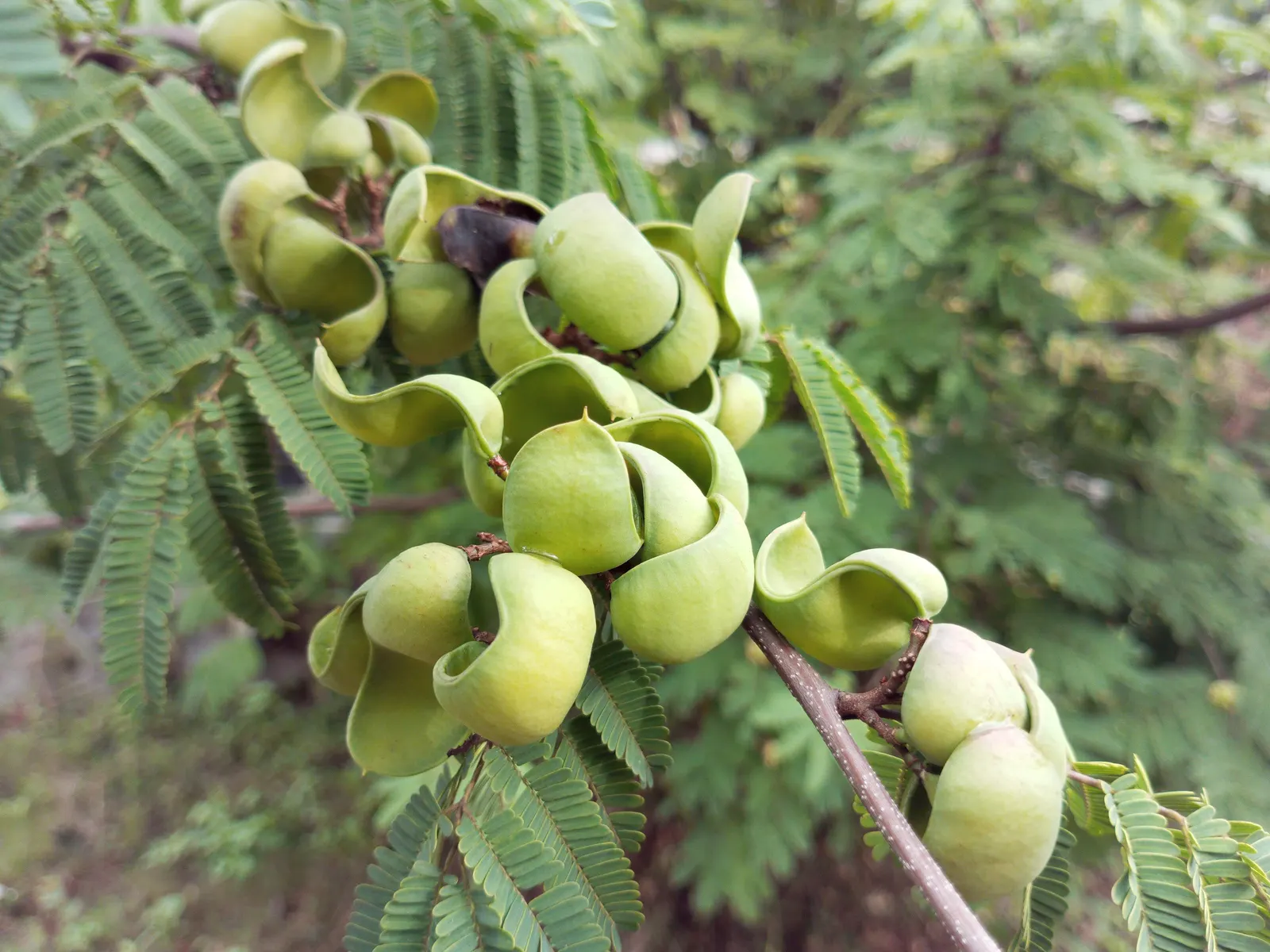 Cascalote (Caesalpinia Cacalaco) — The Cascalote or Caesalpinia cacalaco is a semi-evergreen tree