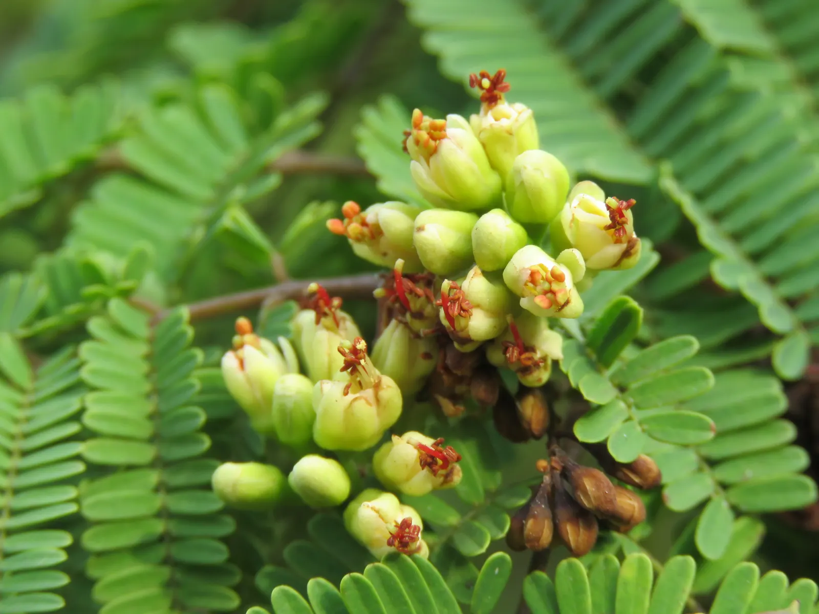 Cascalote (Caesalpinia Cacalaco) — long seed pods follow the flowering period