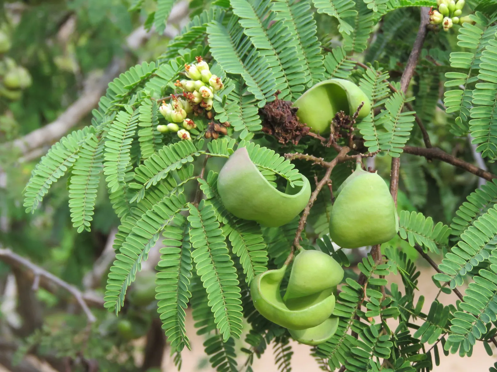 Cascalote (Caesalpinia Cacalaco) — tree with yellow blooms; which are especially attractive to pollinators such as bees and butterflies