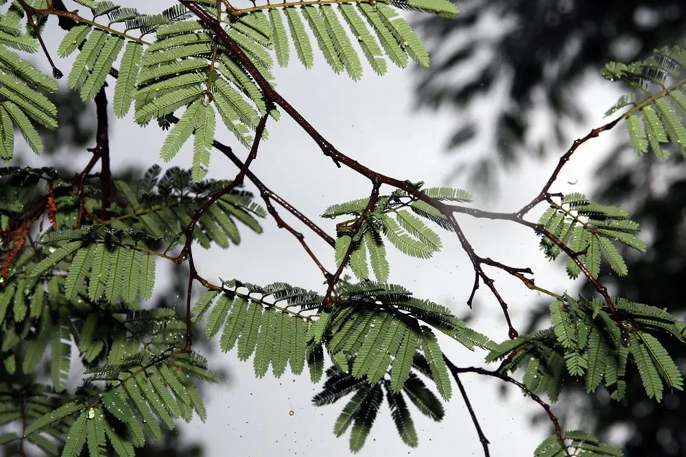 Cascalote (Caesalpinia Cacalaco) — it boasts striking architectural form