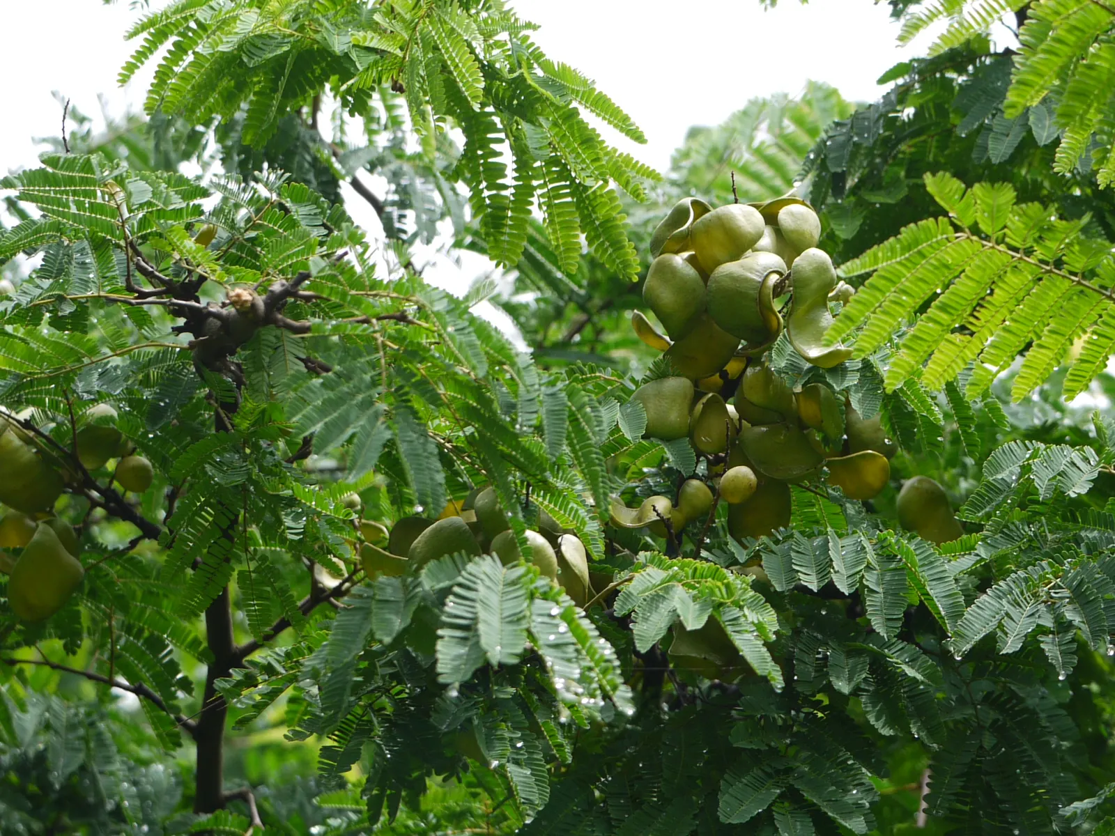 Cascalote (Caesalpinia Cacalaco) — This low-maintenance choice features thorns and requires well-drained soil
