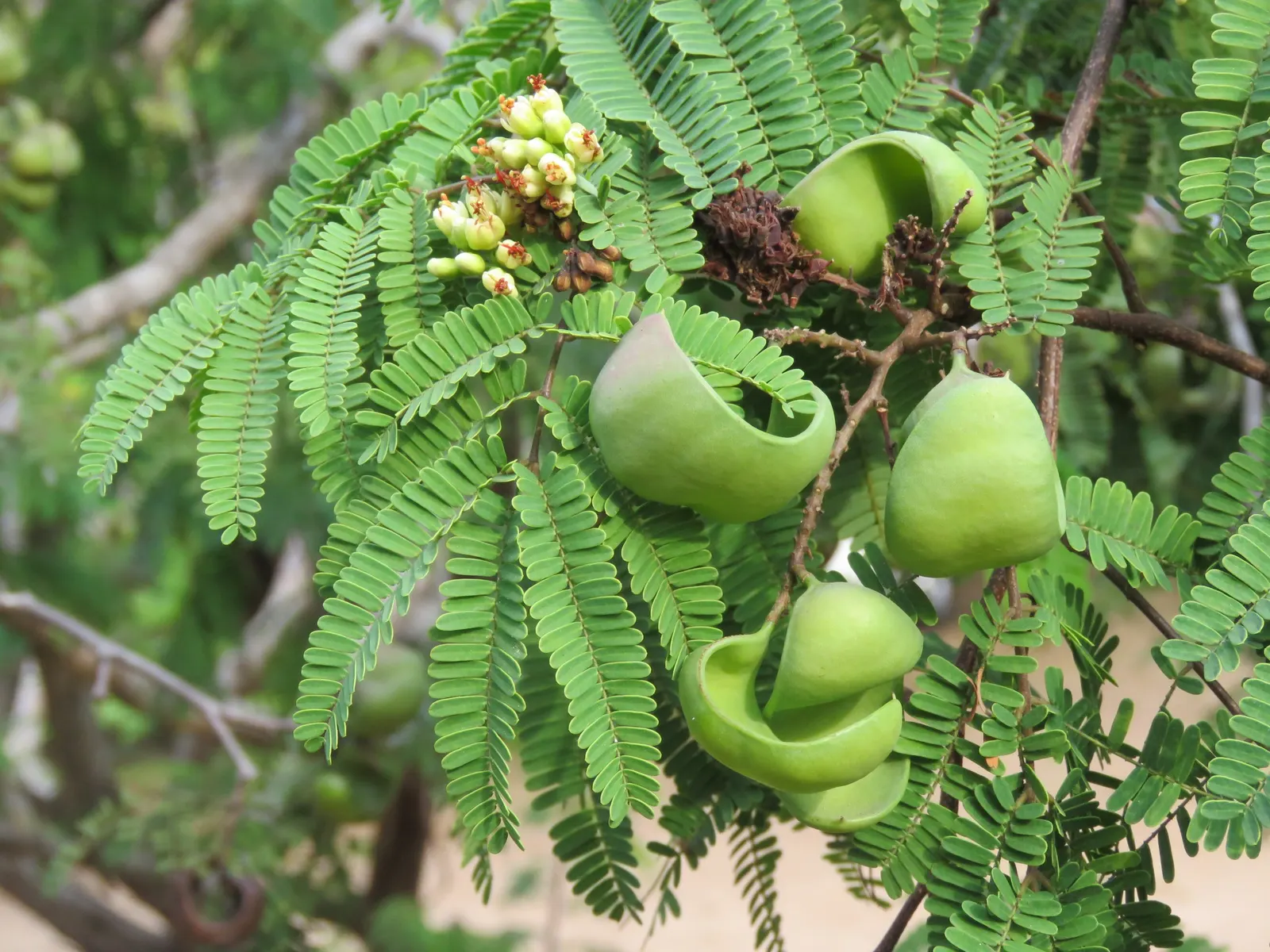 Cascalote (Caesalpinia Cacalaco) — USDA zones 9-11 are best suited for its growth; this tree prefers well-drained soils and thrives in full sun exposures