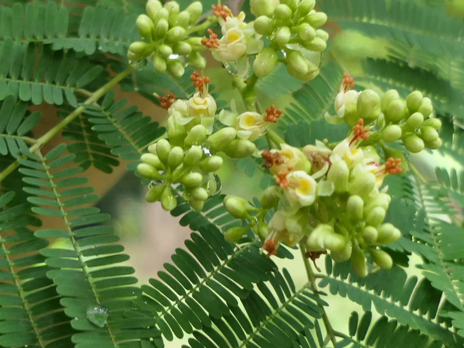Cascalote (Caesalpinia Cacalaco) — reaching heights of 10-20 feet with a 12-15-foot spread; making it an ideal focal point for design