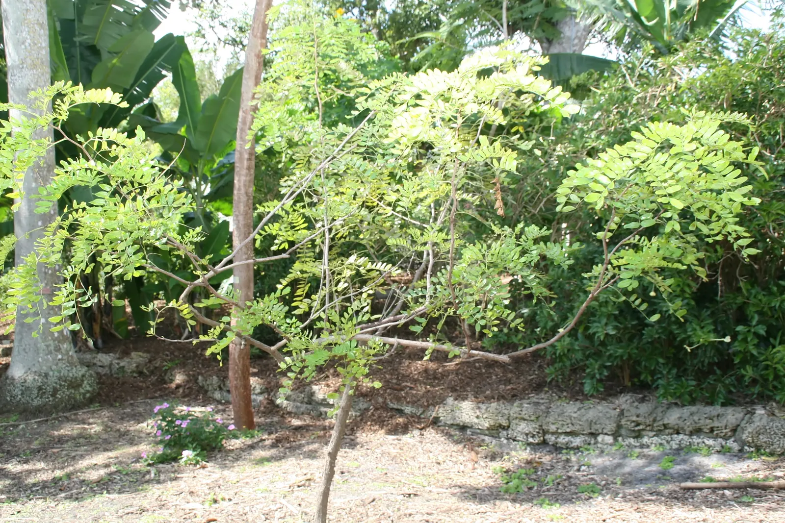 Cascalote (Caesalpinia Cacalaco) — making it an ideal focal point for design