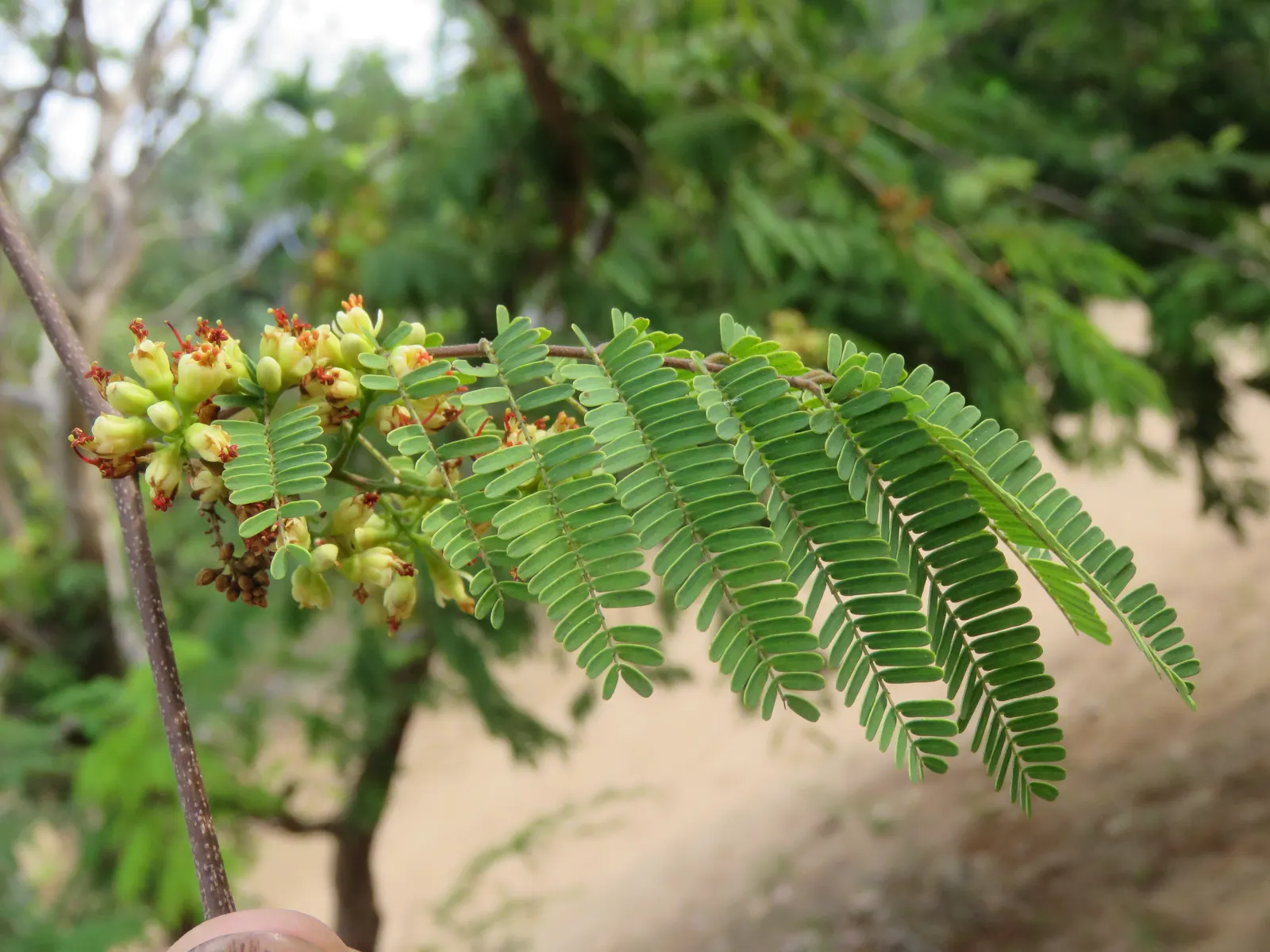 Cascalote (Caesalpinia Cacalaco) — Boasting small, shiny green leaves, its winter months dazzle with vibrant yellow blossoms; long seed pods follow, image 55