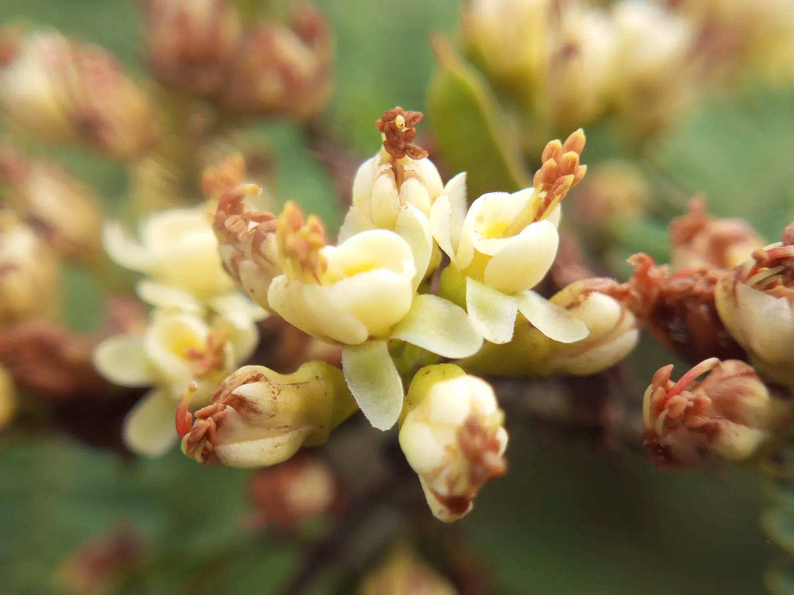 Cascalote (Caesalpinia Cacalaco) — With minimal litter, it's ideal for residential yards or medians; balanced canopy.<br><br>The foliage of Cascalote is