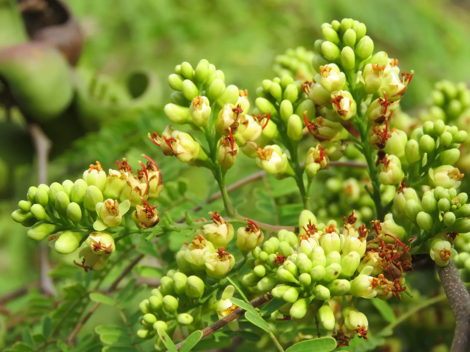 Cascalote (Caesalpinia Cacalaco) — Drought-tolerant once established, it thrives in full sunlight; tree with yellow blooms