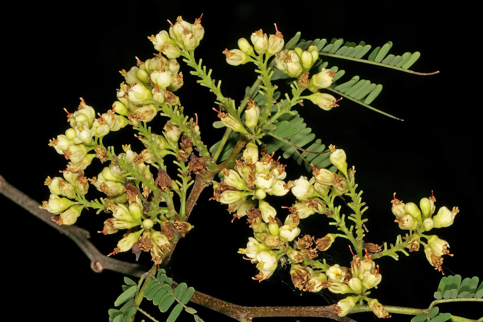 Cascalote (Caesalpinia Cacalaco) — consider its placement where onlookers can enjoy the seasonal shifts up close; feathery texture in the garden