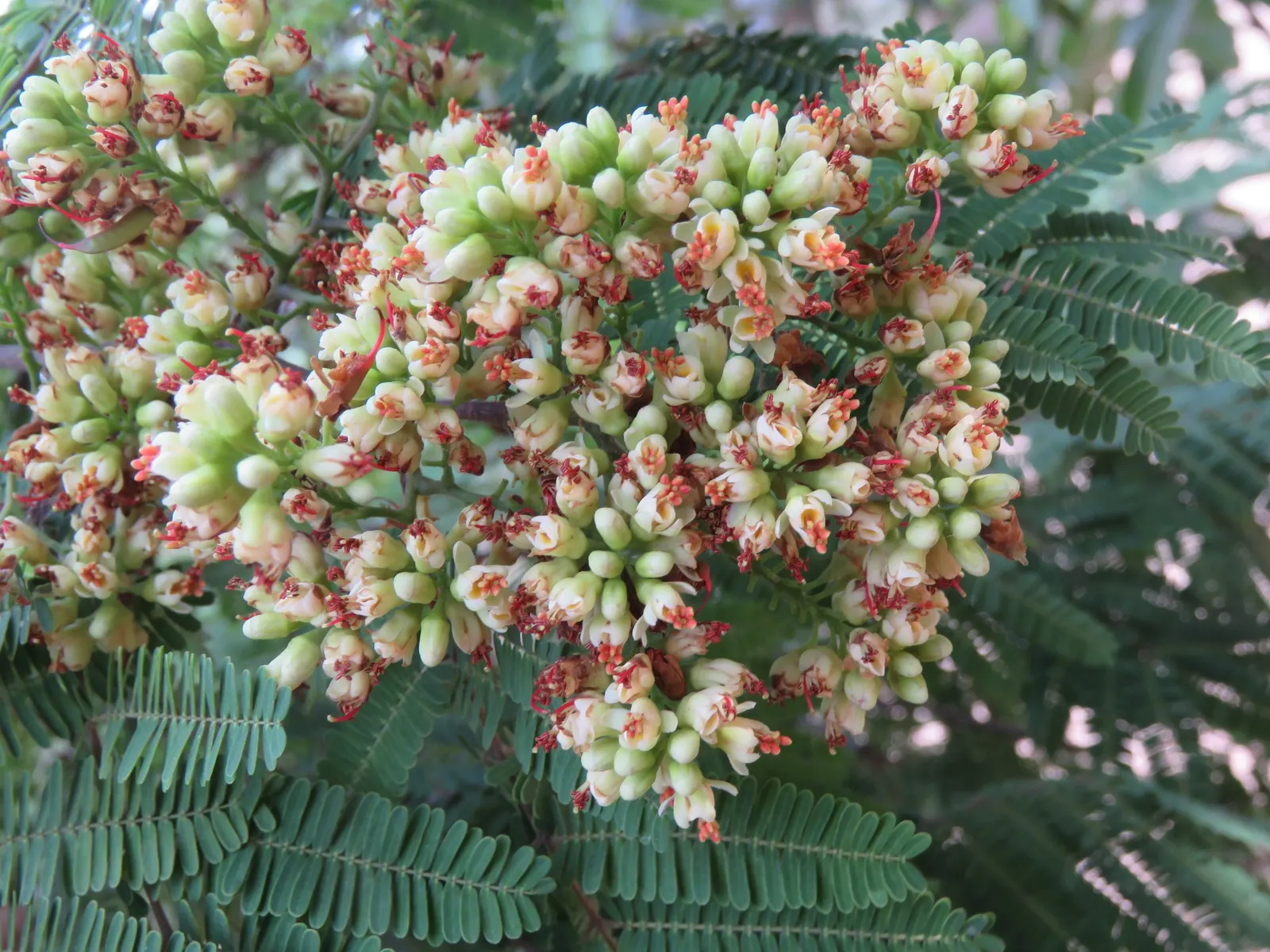 Cascalote (Caesalpinia Cacalaco) — balanced canopy.<br><br>The foliage of Cascalote is comprised of fine