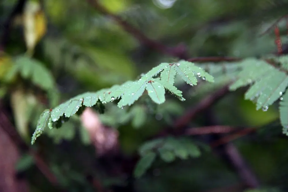 Cascalote (Caesalpinia Cacalaco) — Drought-tolerant once established, it thrives in full sunlight; tree with yellow blooms, image 56